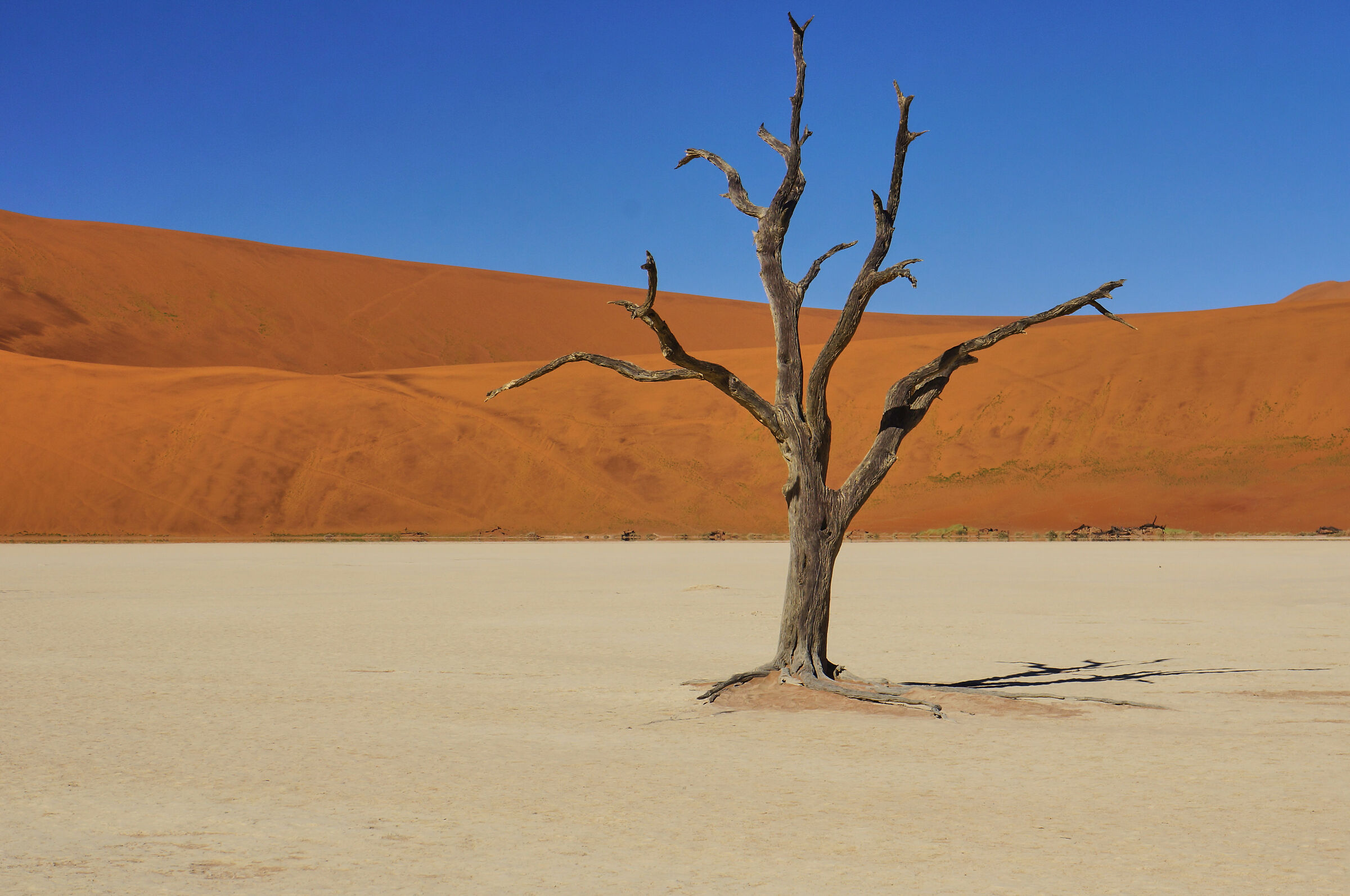Old Acacia