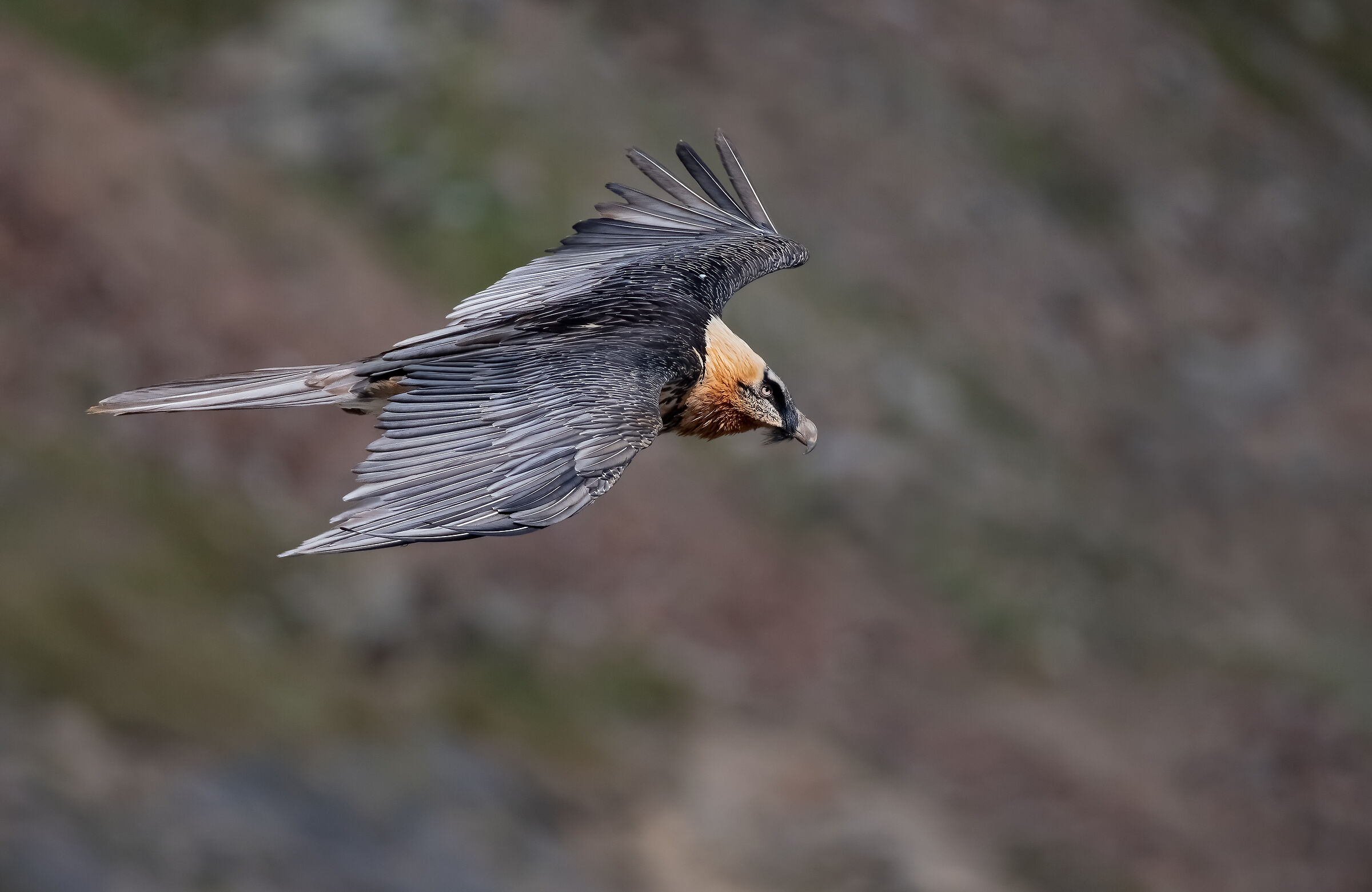 Gypaetus barbatus
