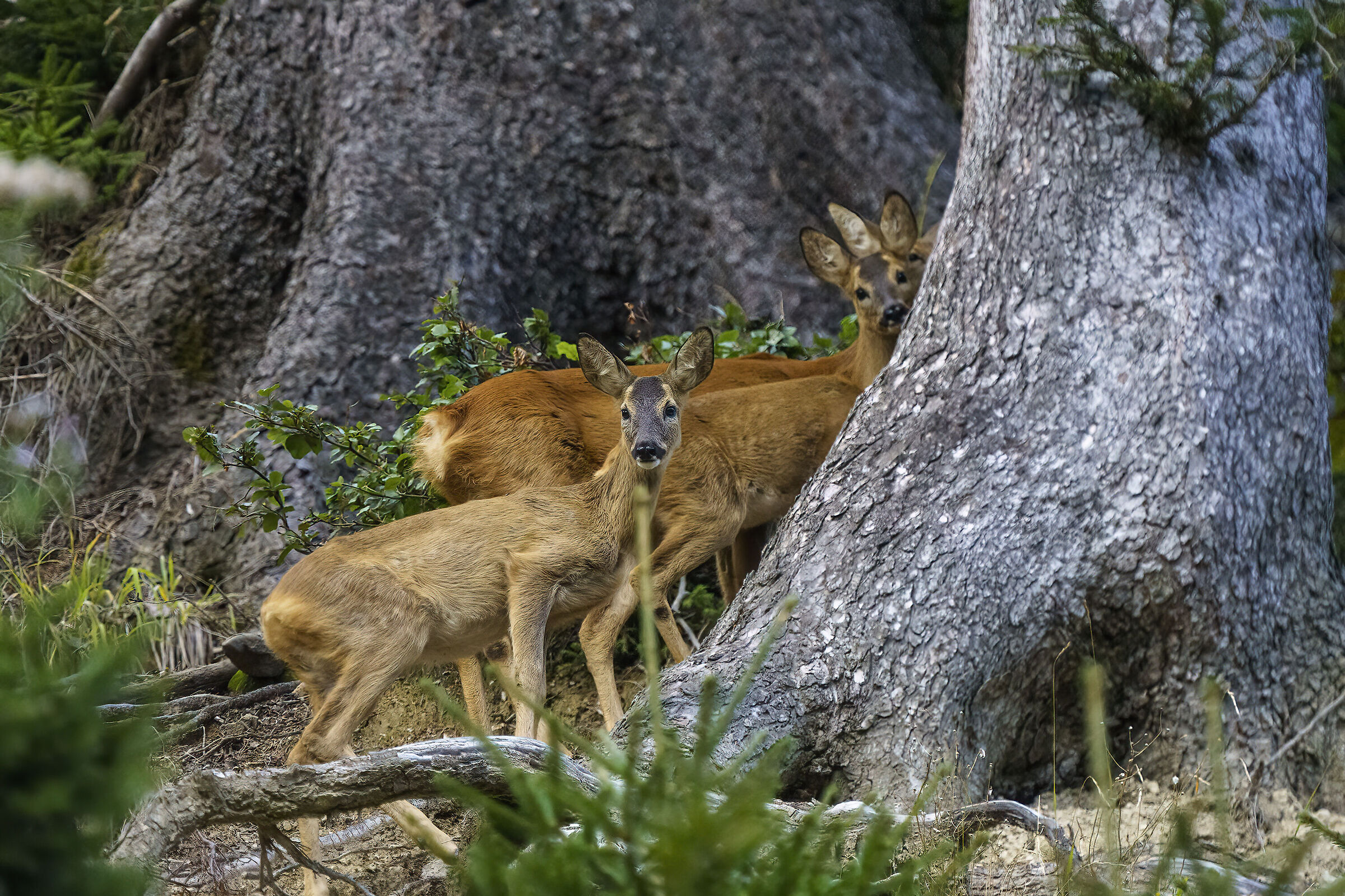 Raduno sotto gli alberi ( salina )
