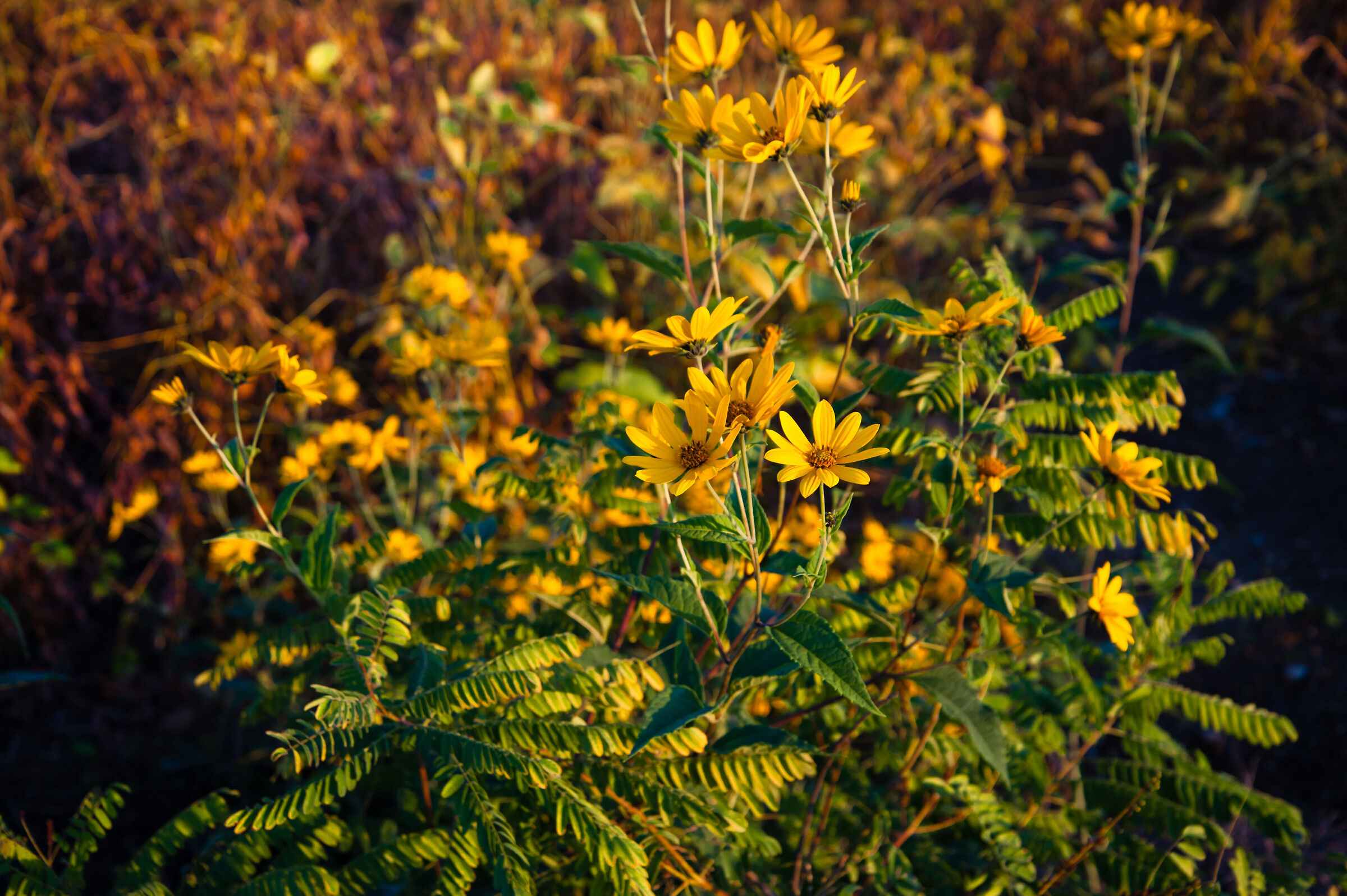 arnica bush