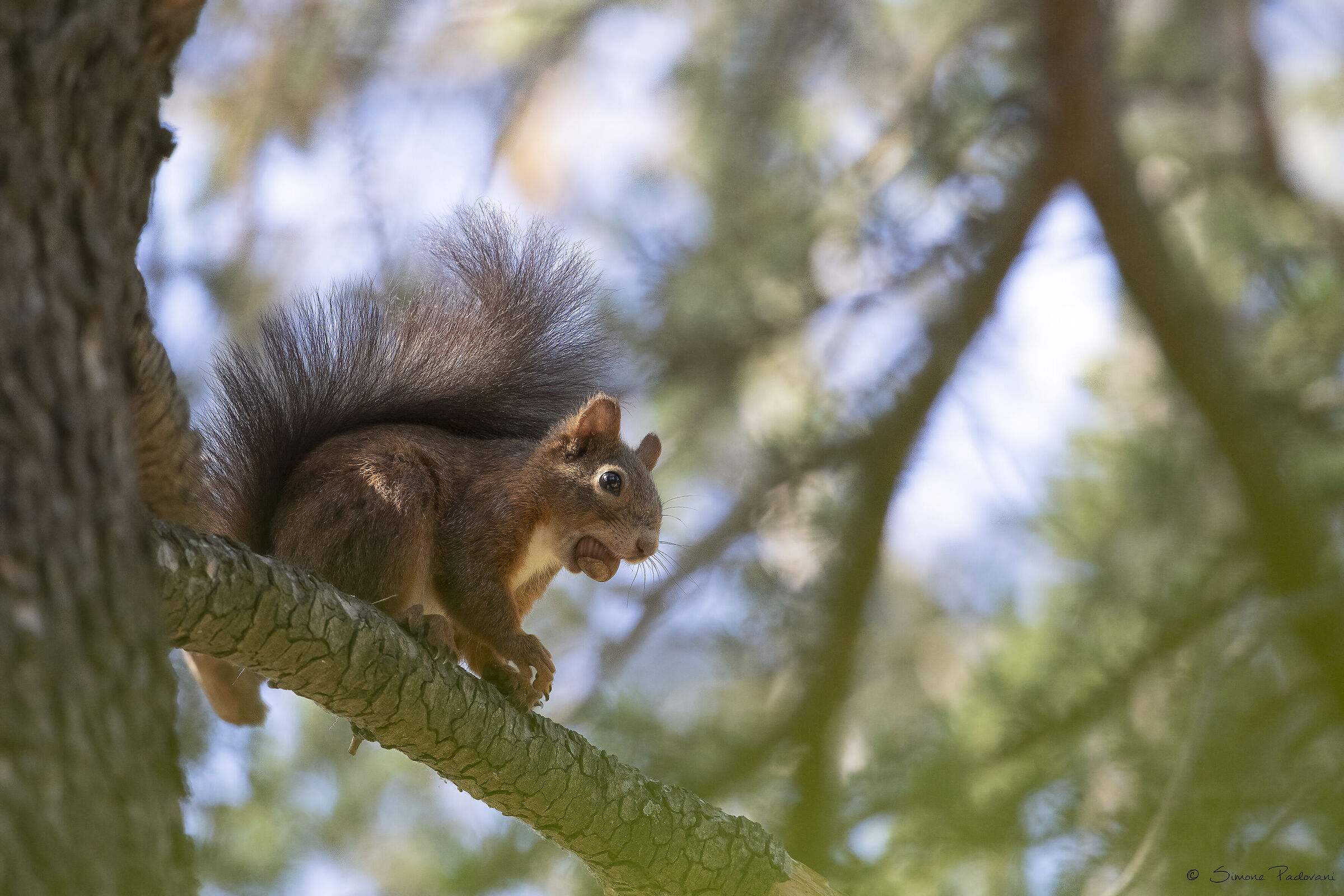 Sweet Nut...