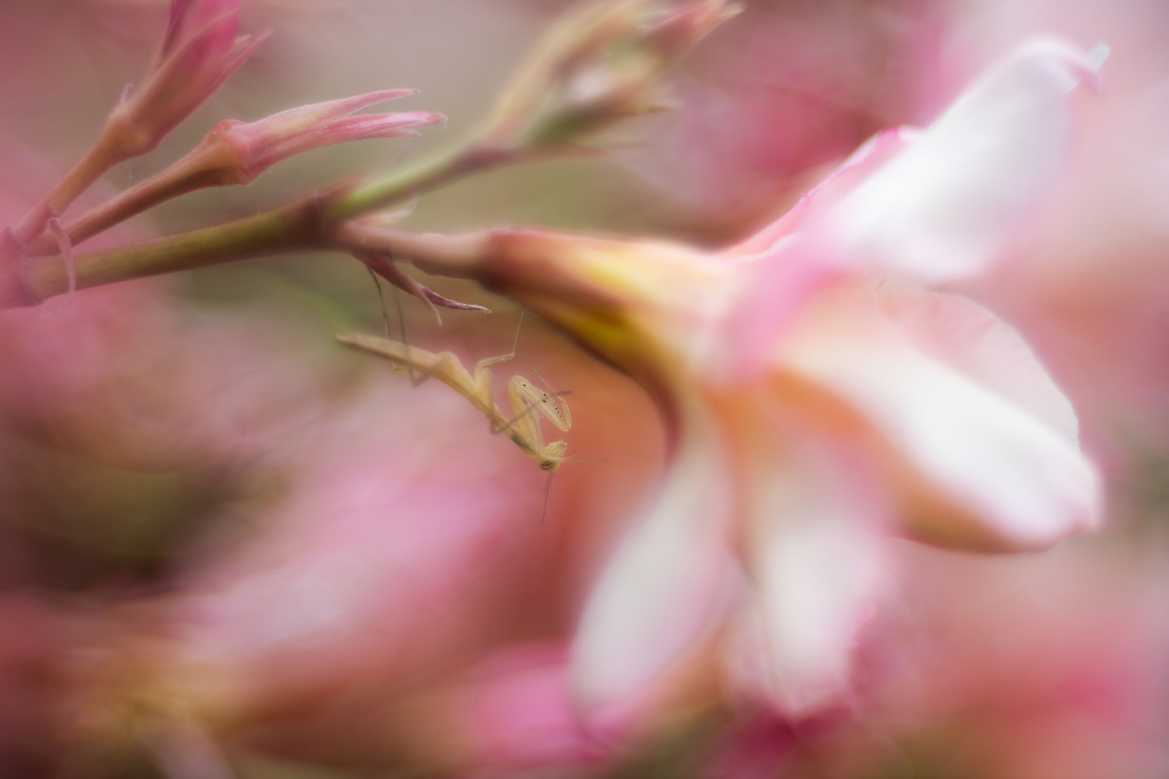 Small mantis on Oleander