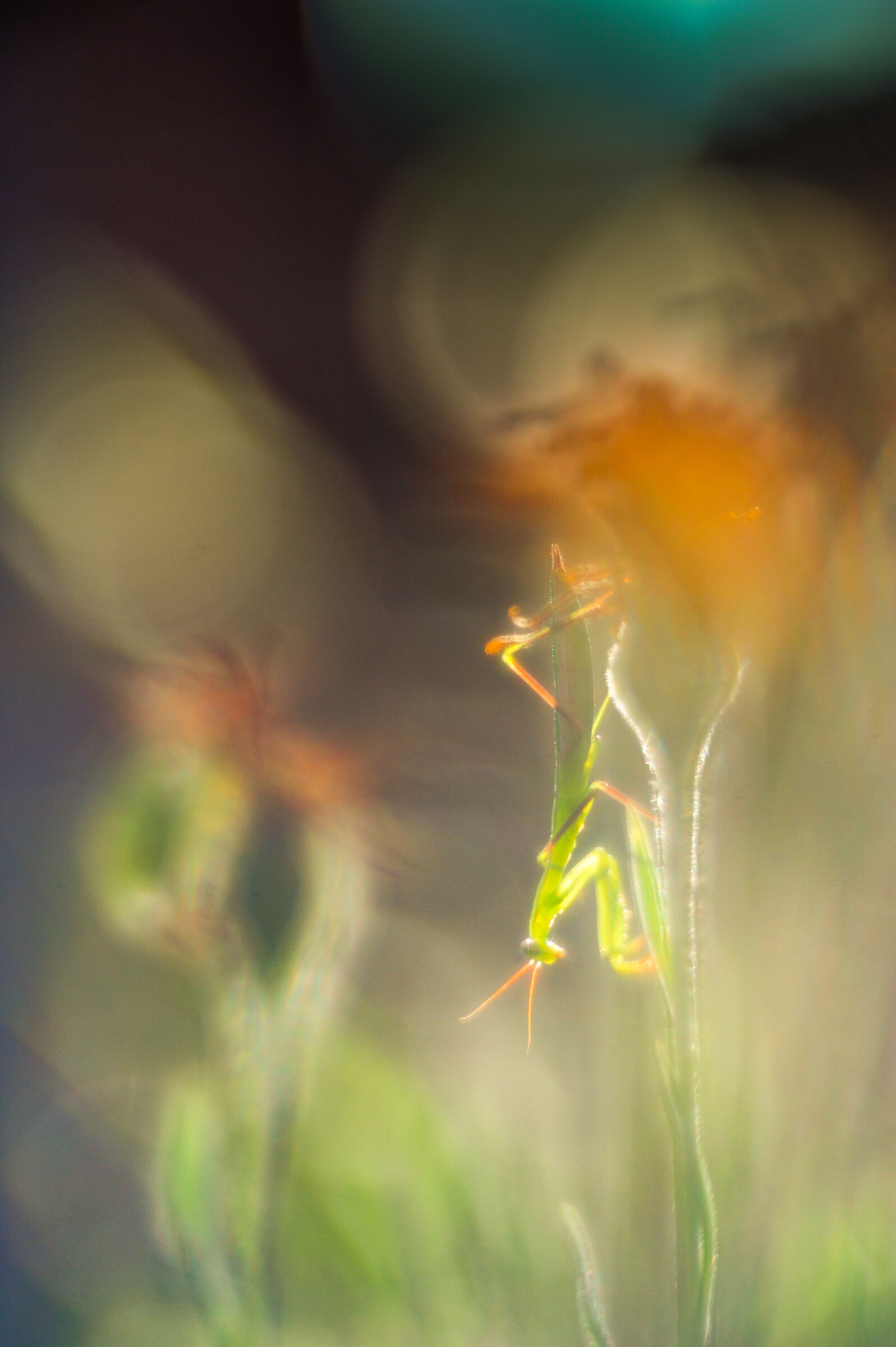 Small mantis on Dandelion