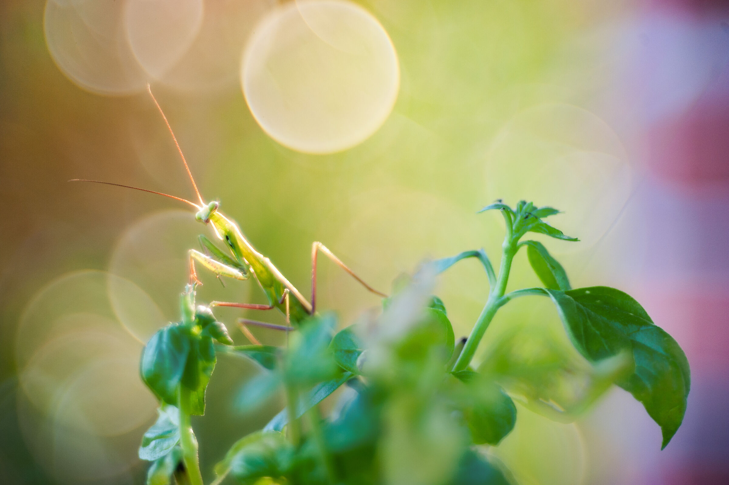 Small mantis on Basil