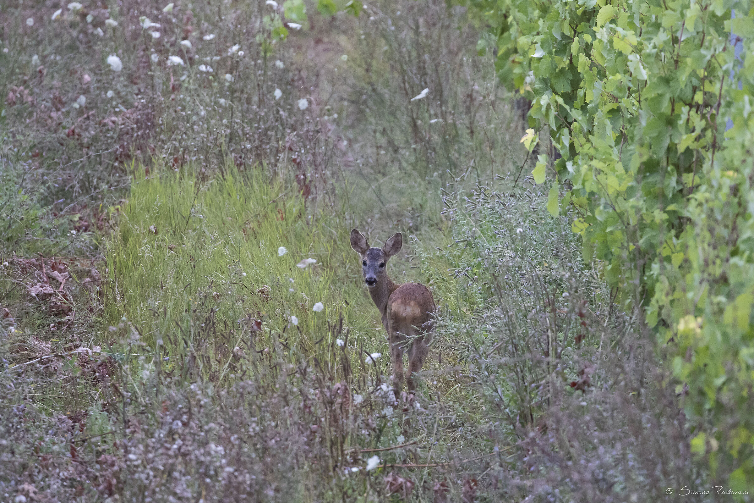 dolcezza nel verde...