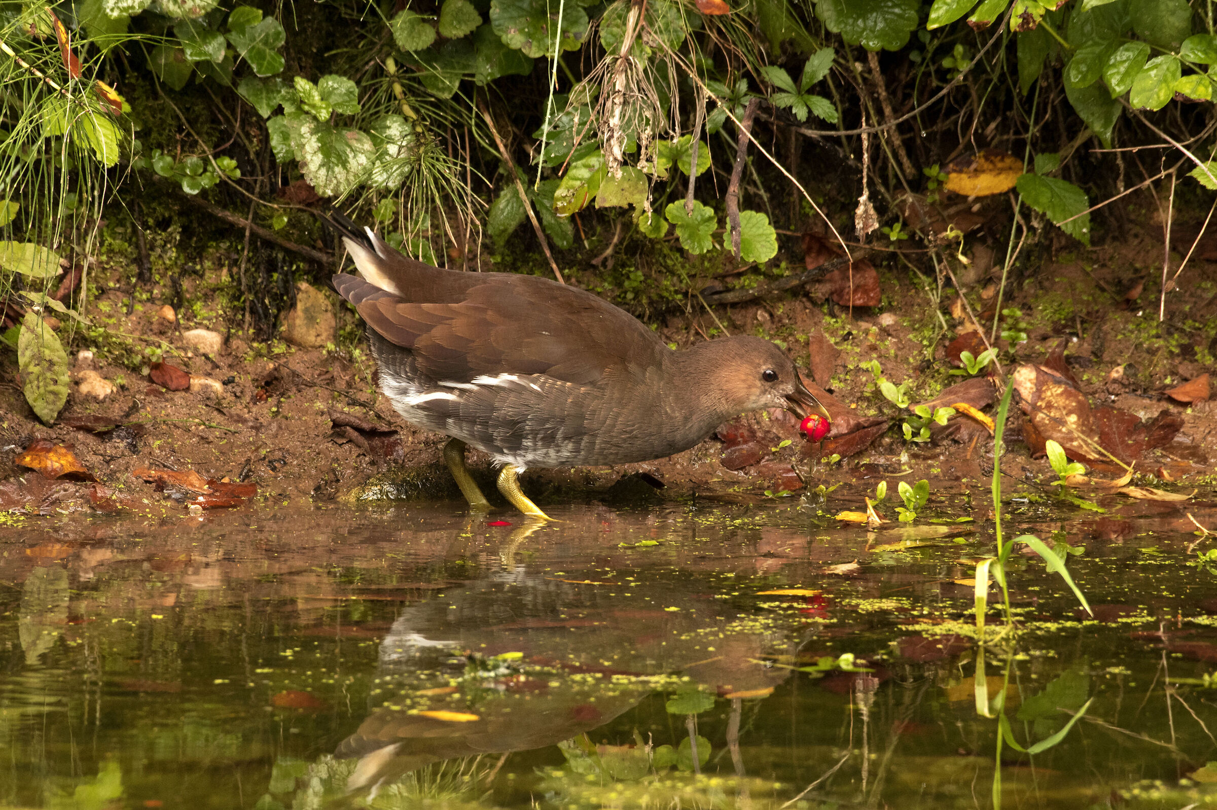 ..... with azzeruolo berry