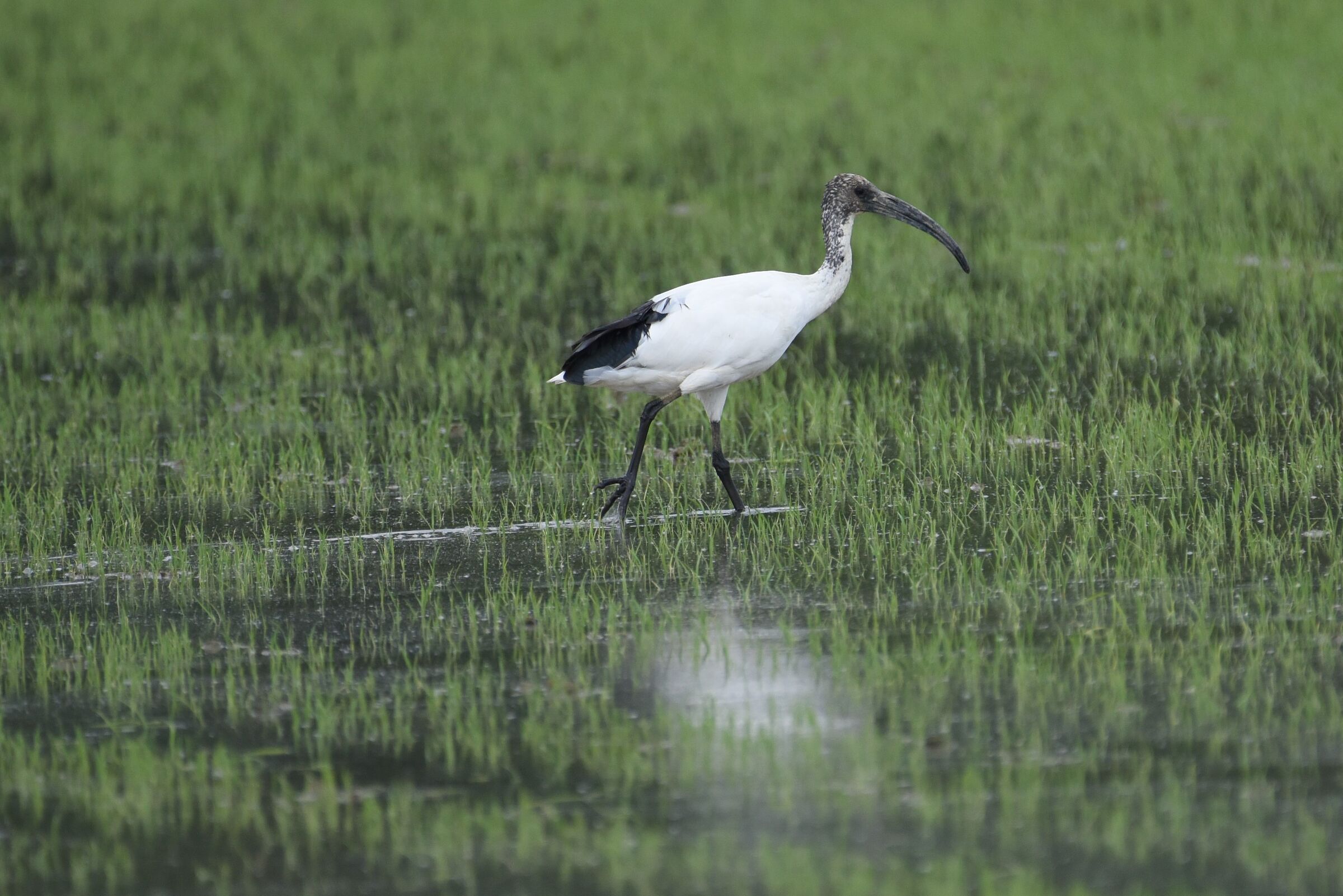 Ibis nella risaia