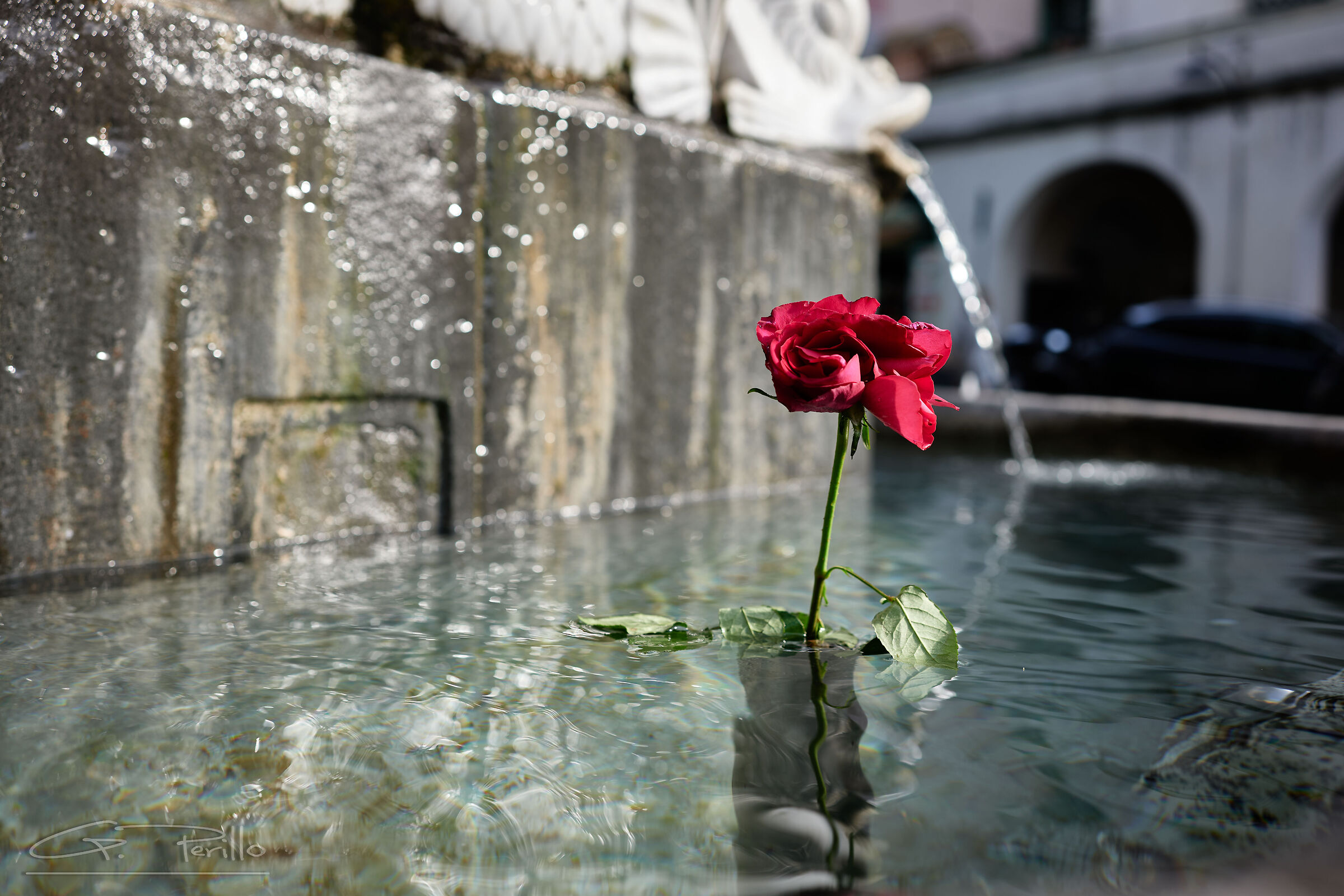 A blue rose...