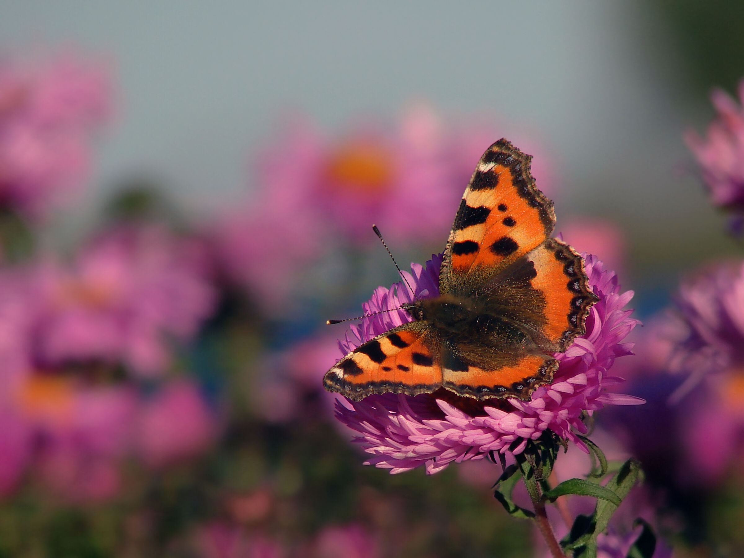 Rusalka (Aglais urticae)