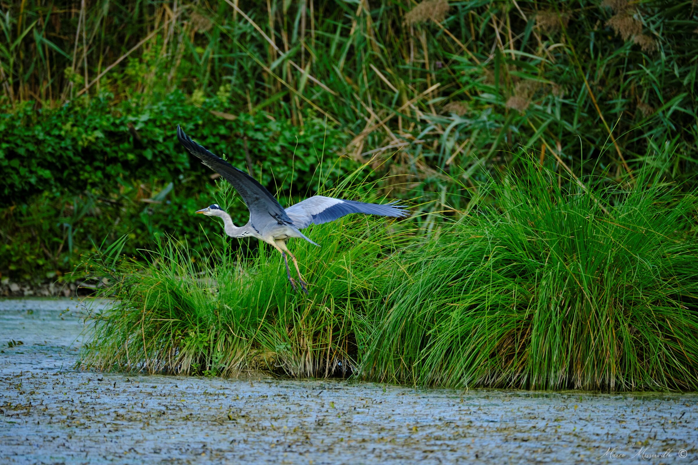 riserva nazzano-farfa_02