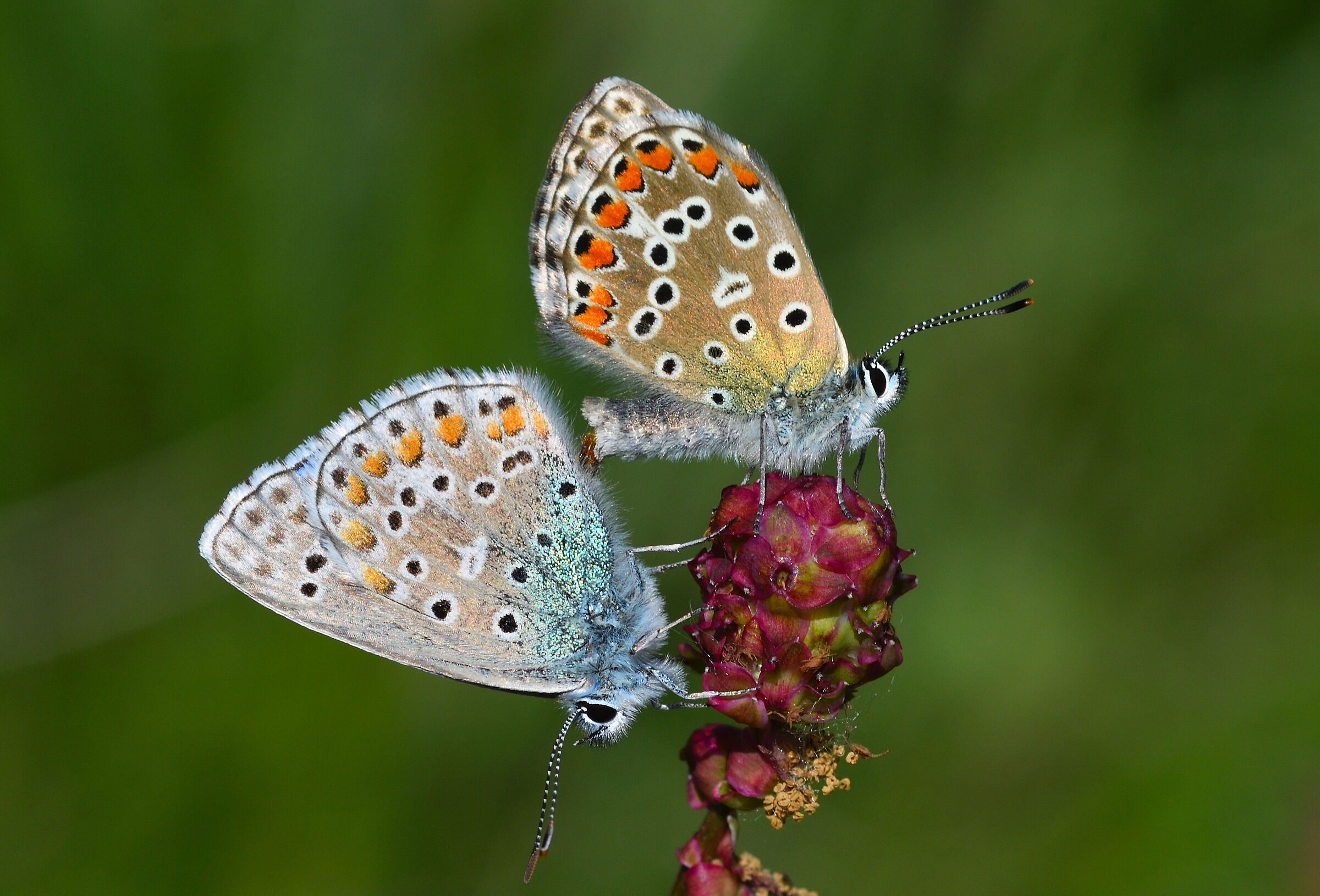 polyommatus icarus in love