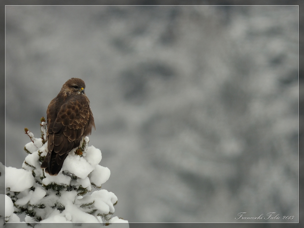 Scrutando nella neve!