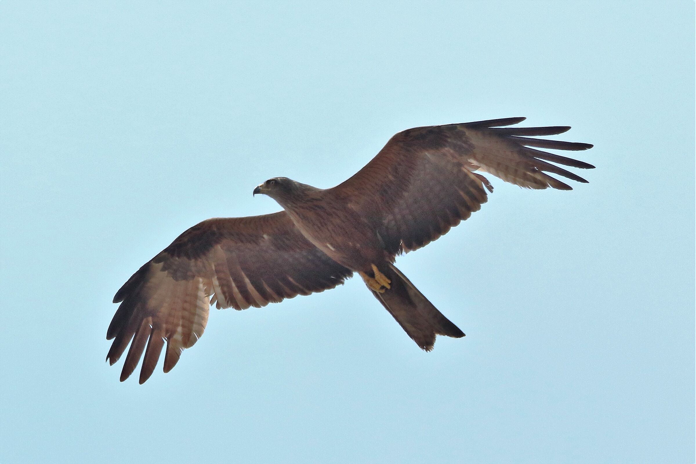 Black kite