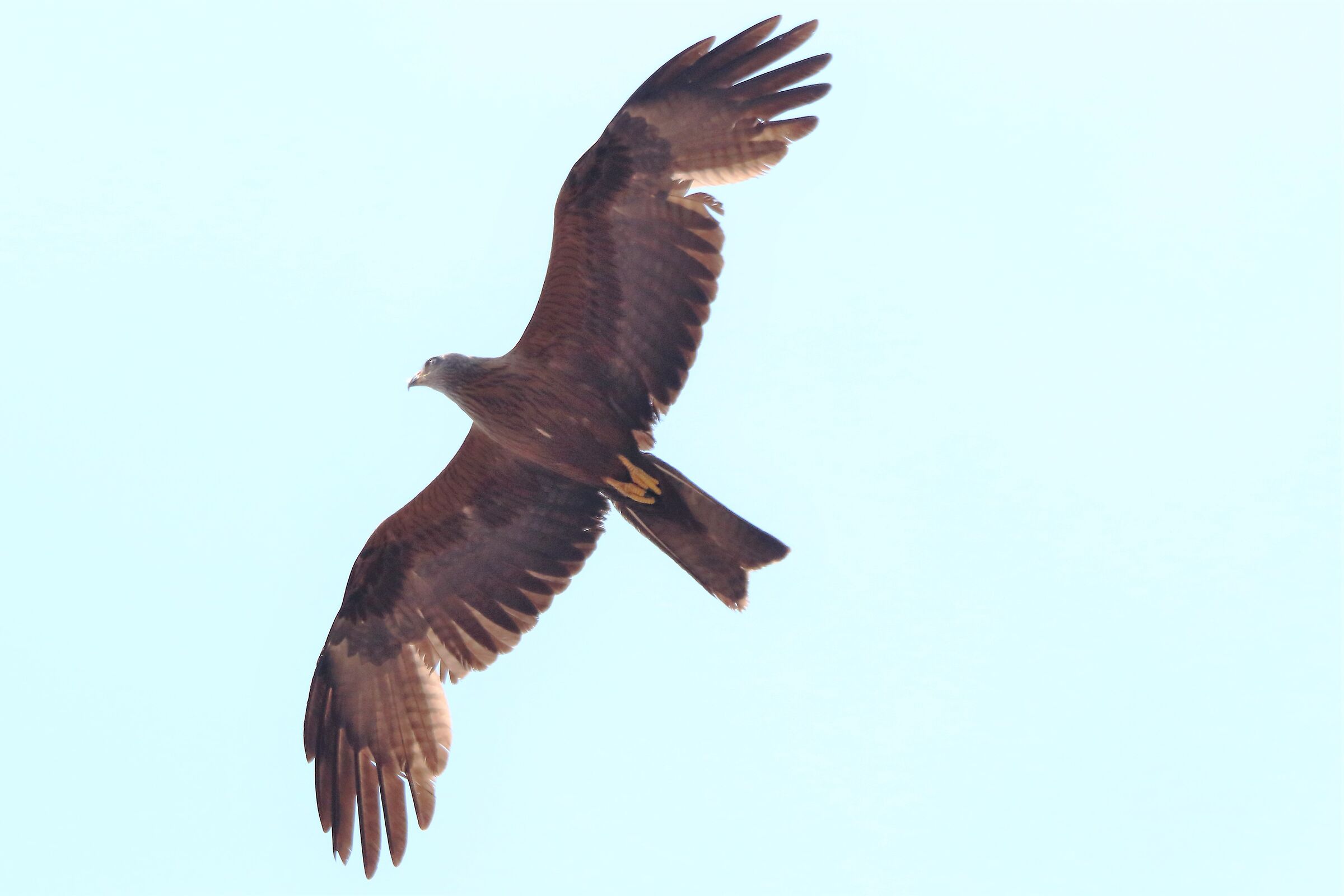 Black kite