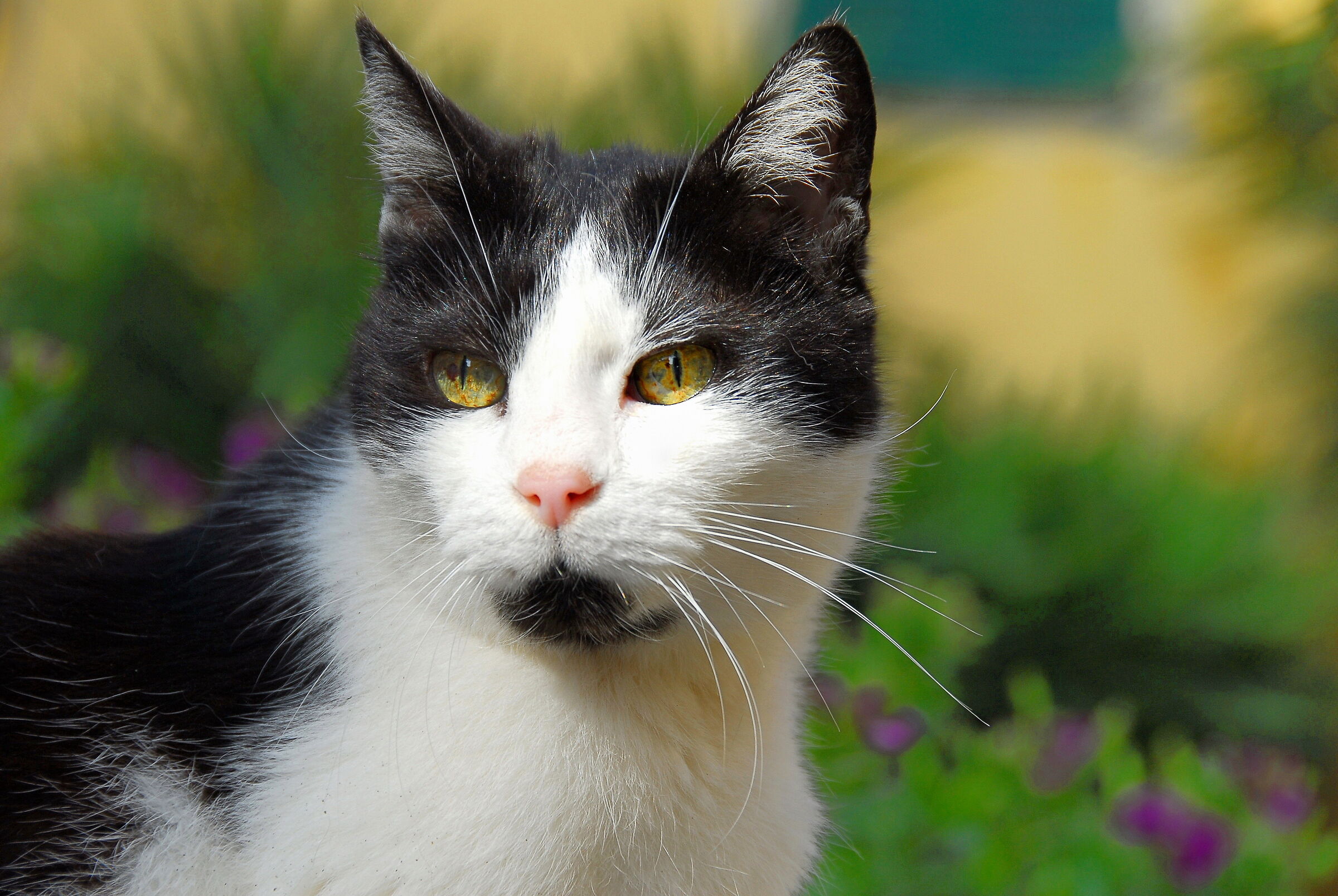 La primavera negli occhi