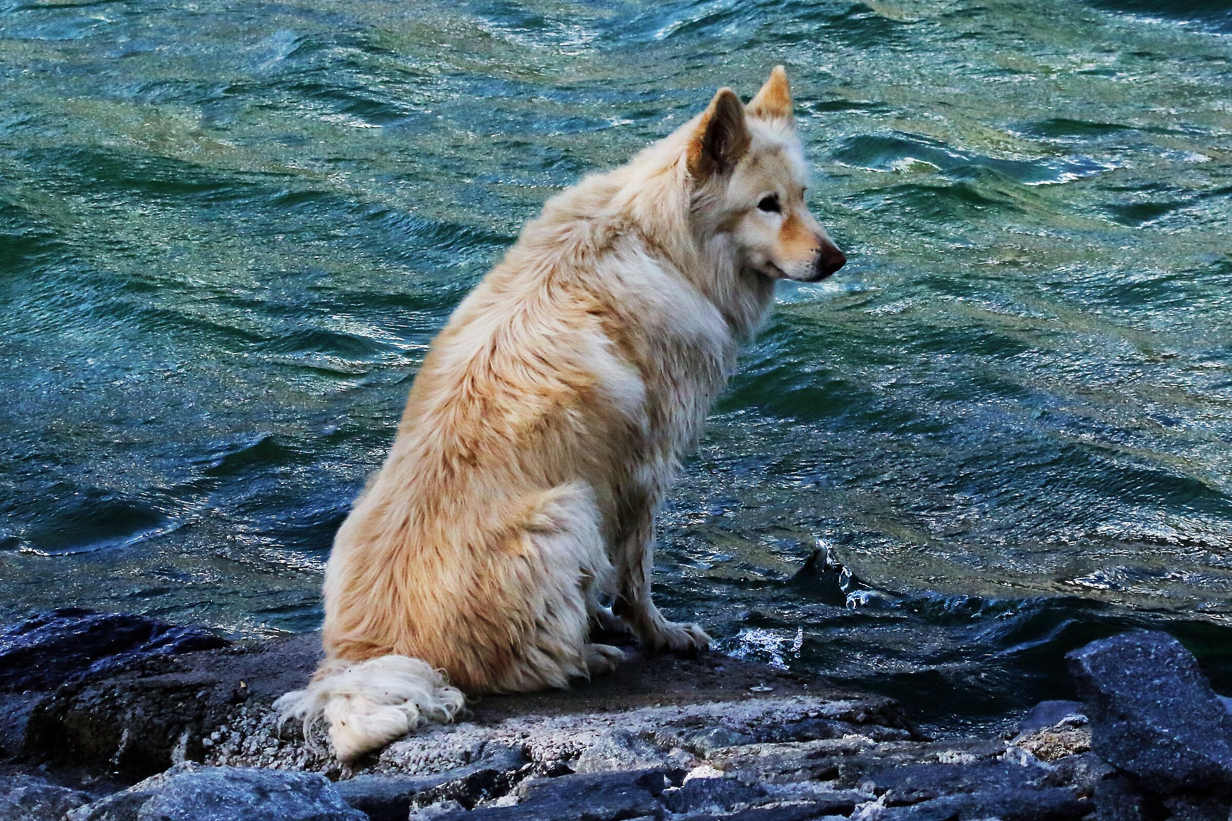 aspettando il padrone in riva al lago