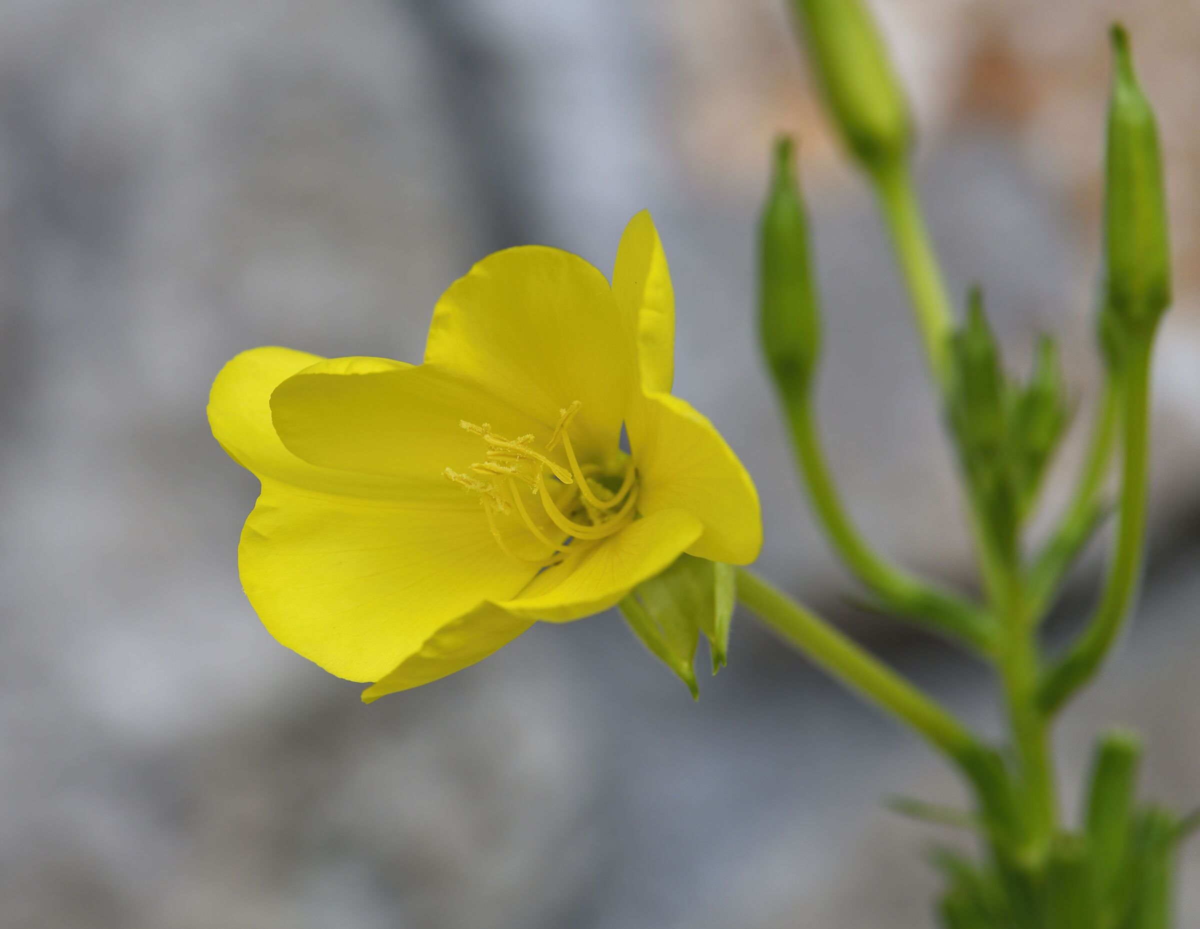 Spontaneous flowering