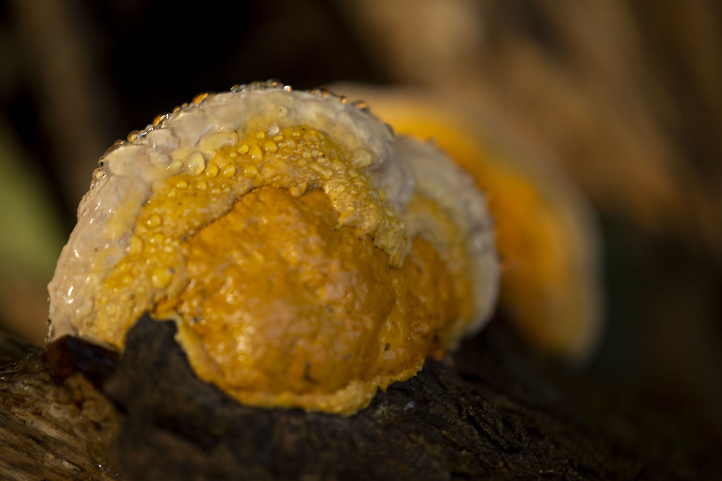 Mushrooms on tree trunks