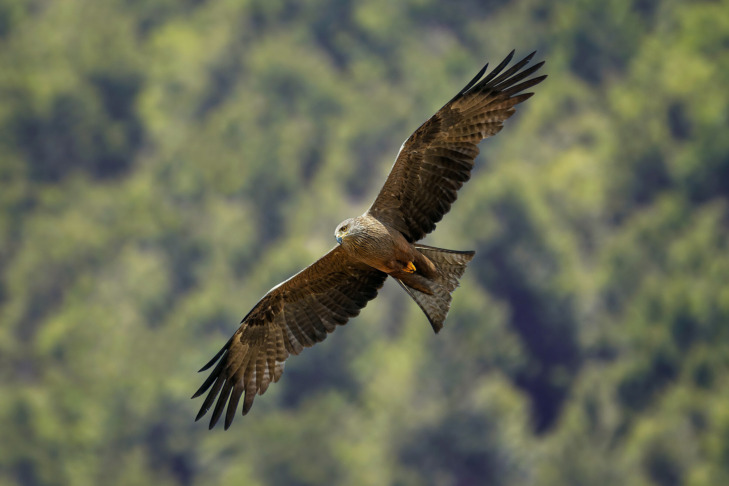 Black kite