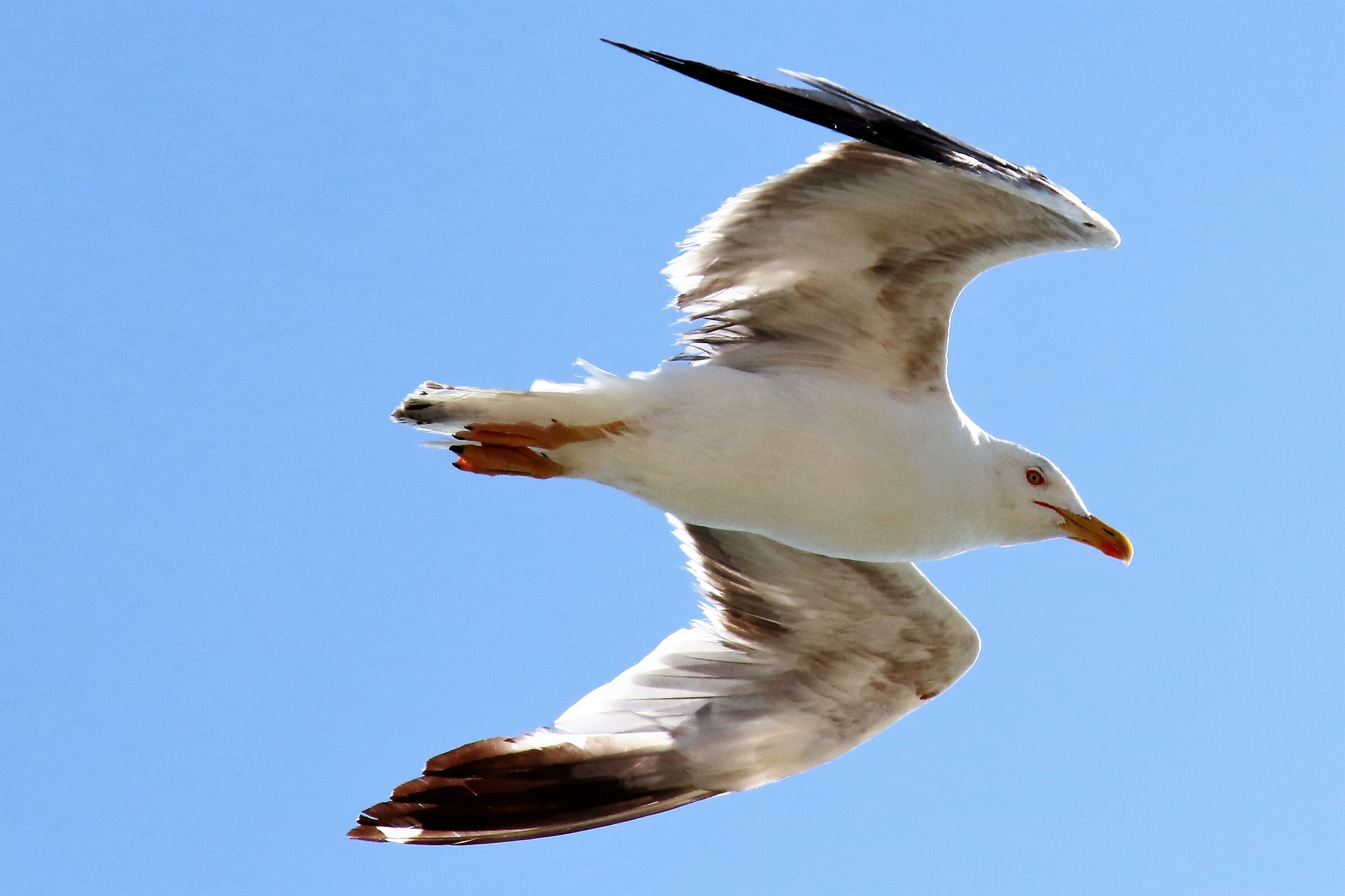 seagull
