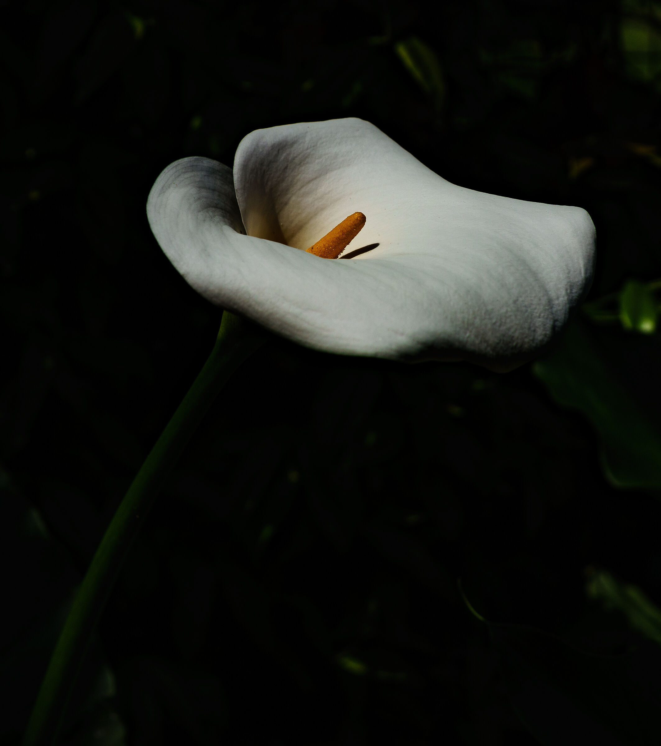 Calla nel giardino