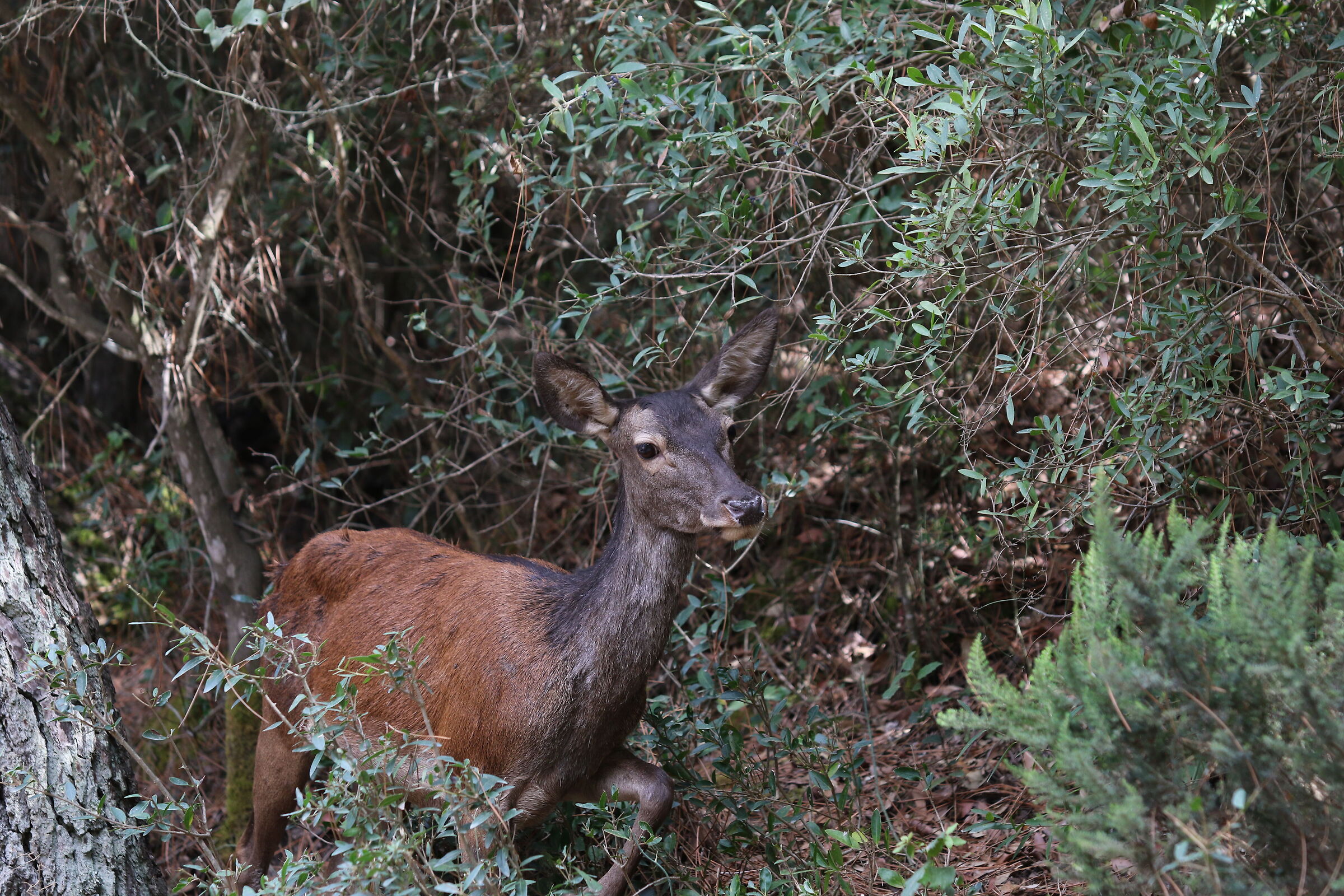 Foresta crocorigas, montevecchio