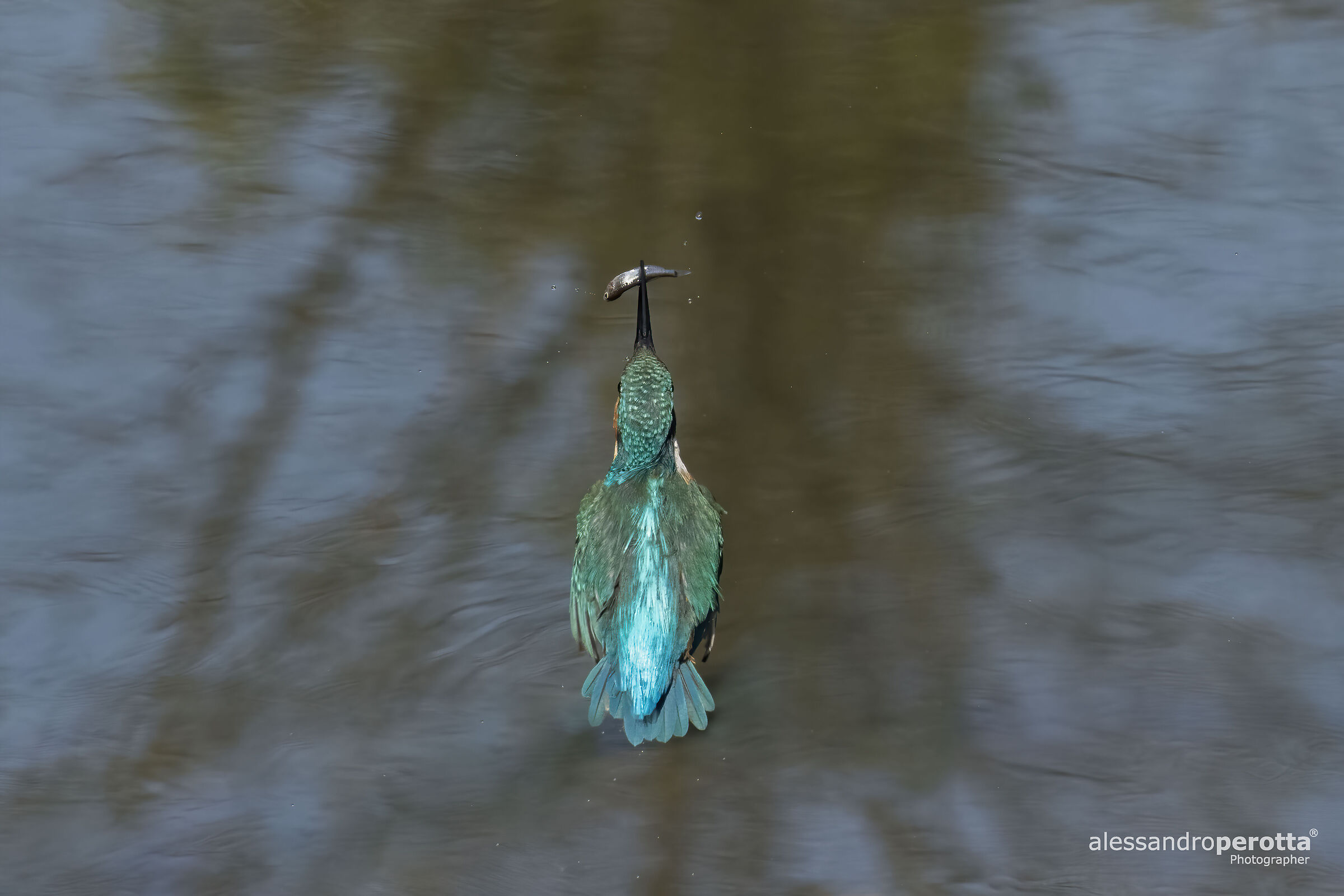 Alcedo atthis