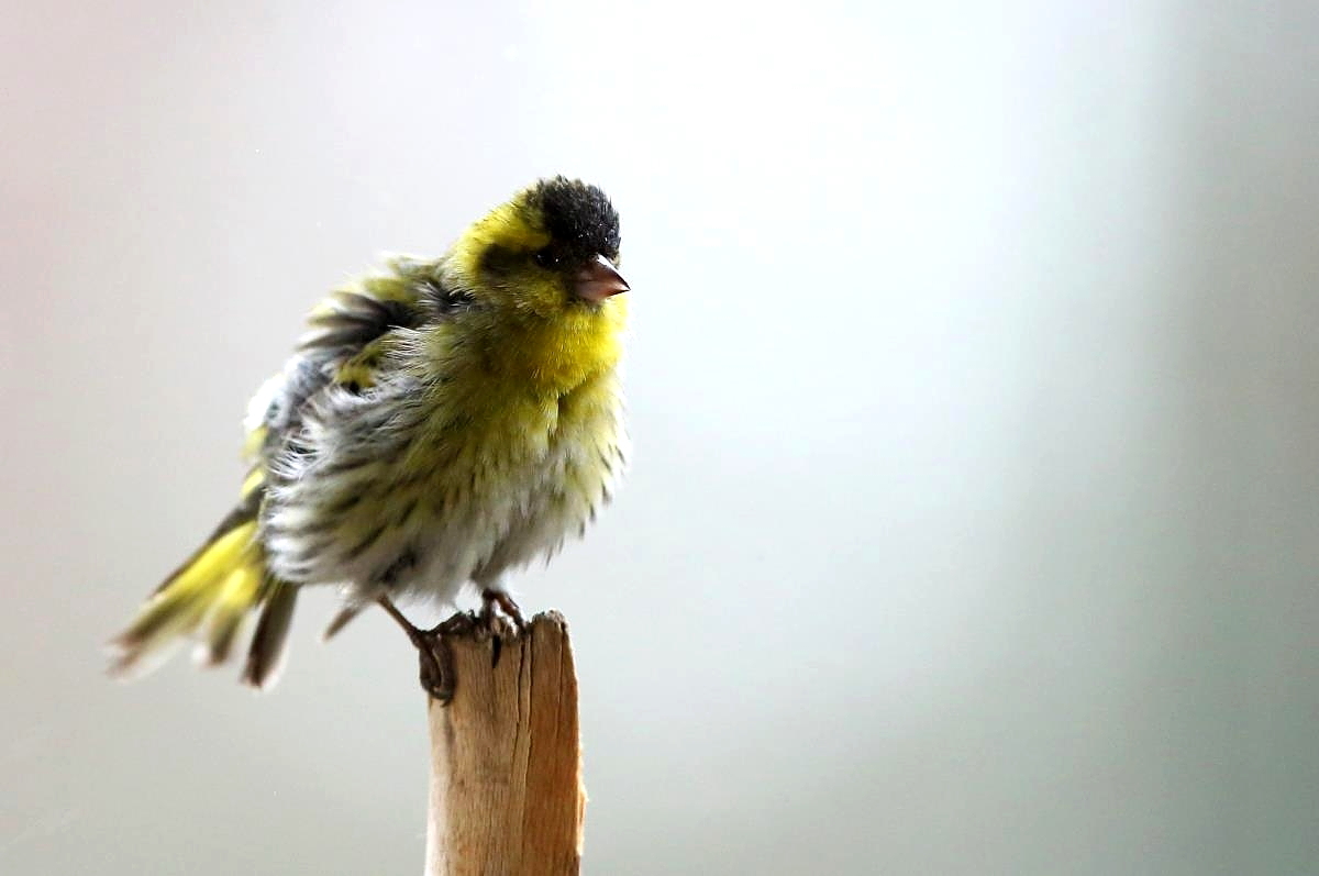 Siskin