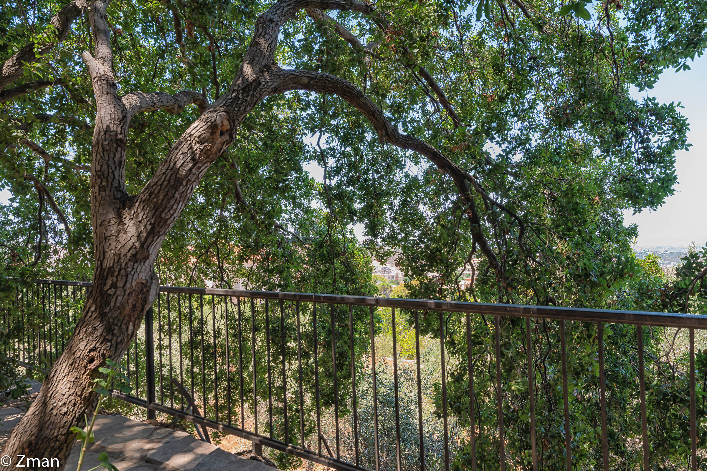 Oak Tree and Railing