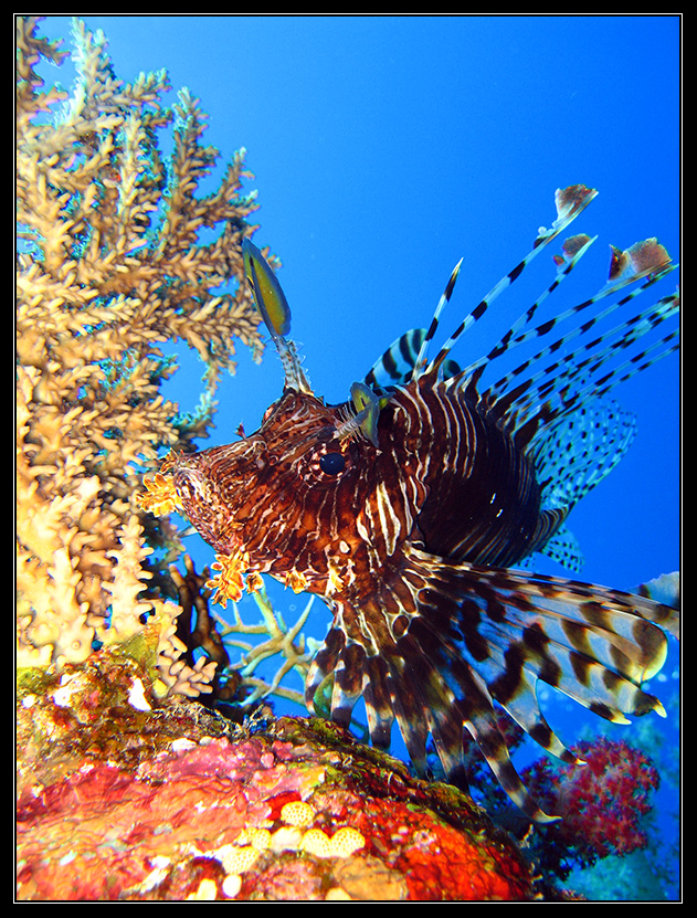 Lionfish