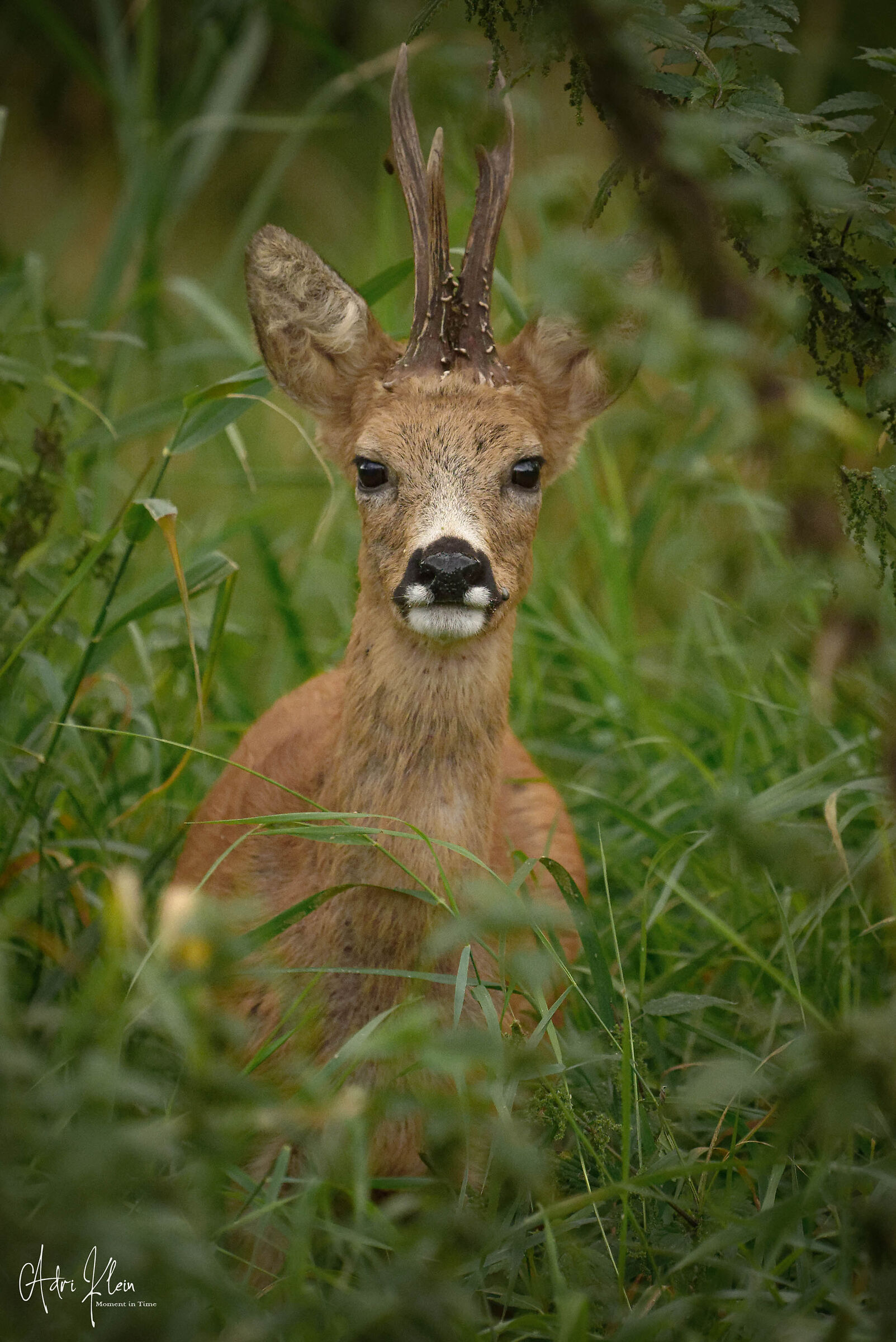 Roe male