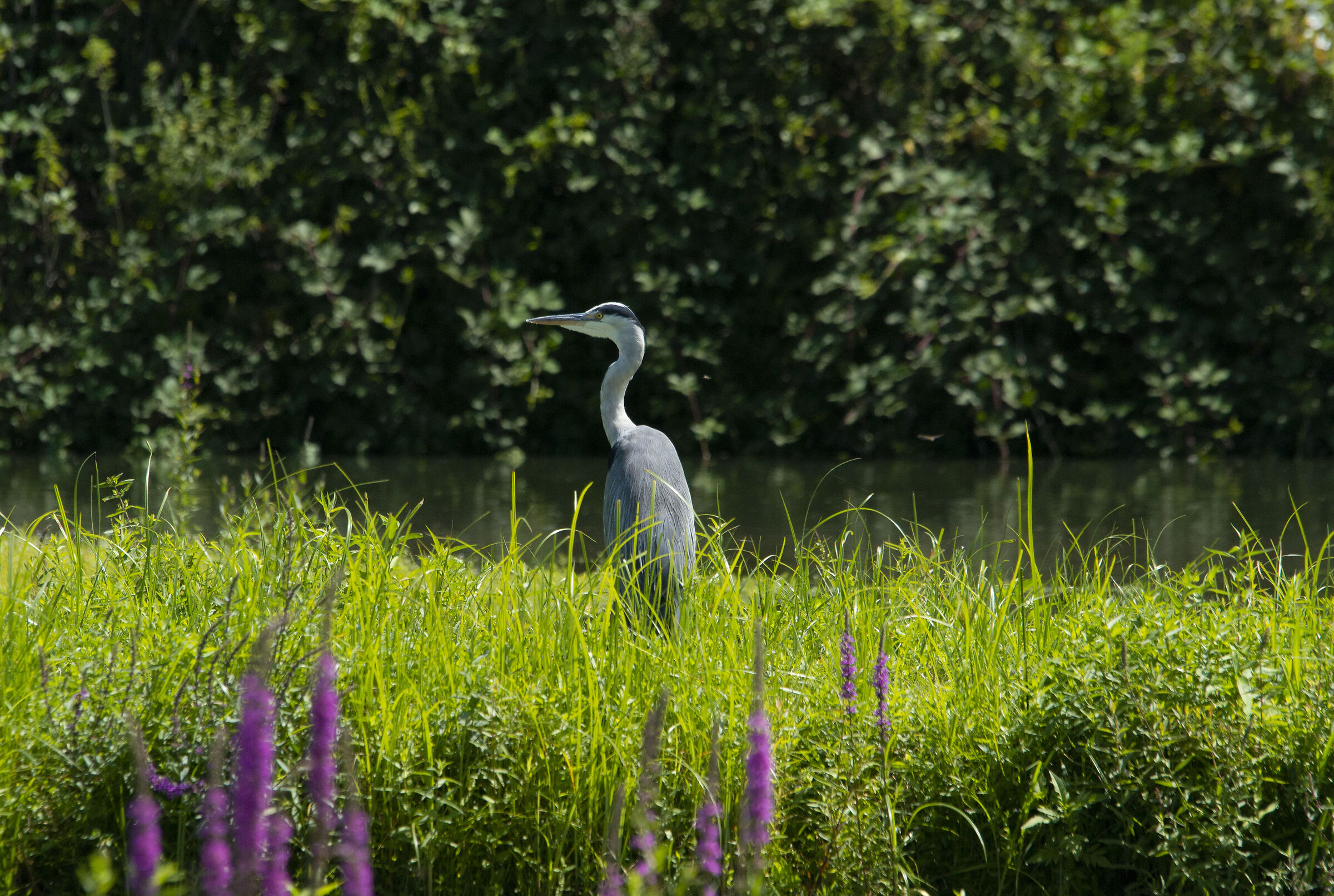 Gray heron