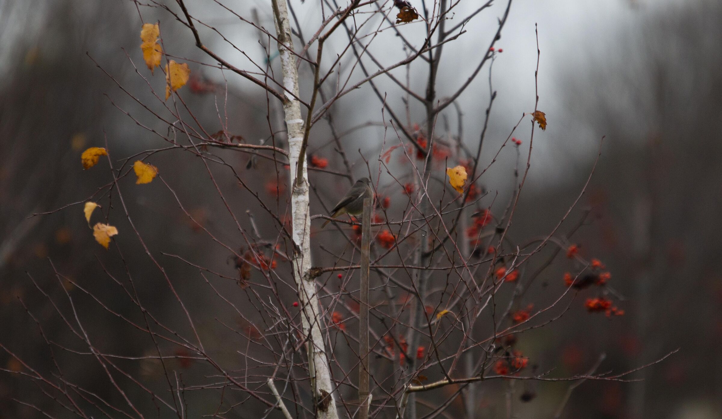 Redstart chimney sweep among the colors of autumn