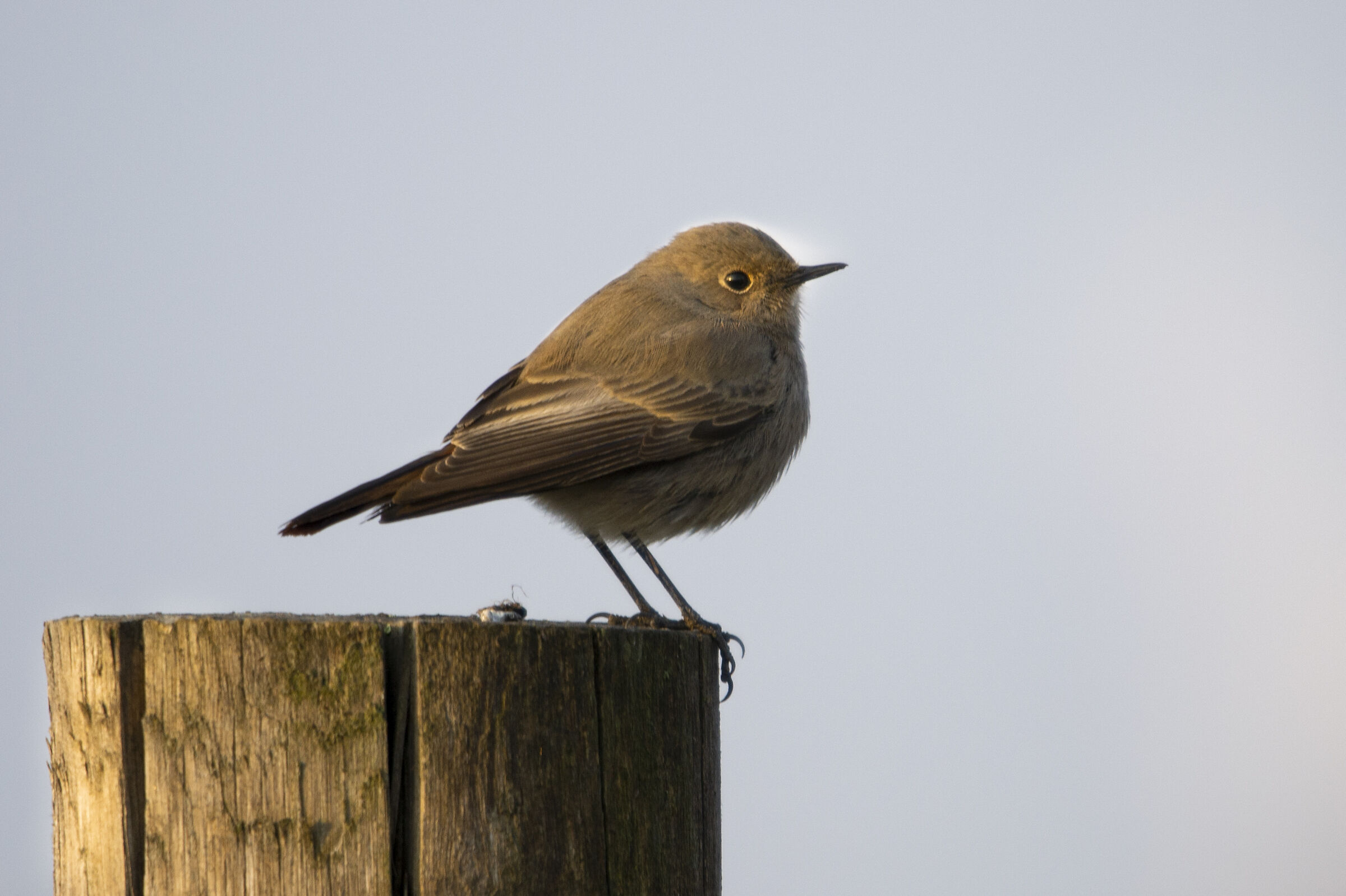 Redstart chimney sweep - portrait