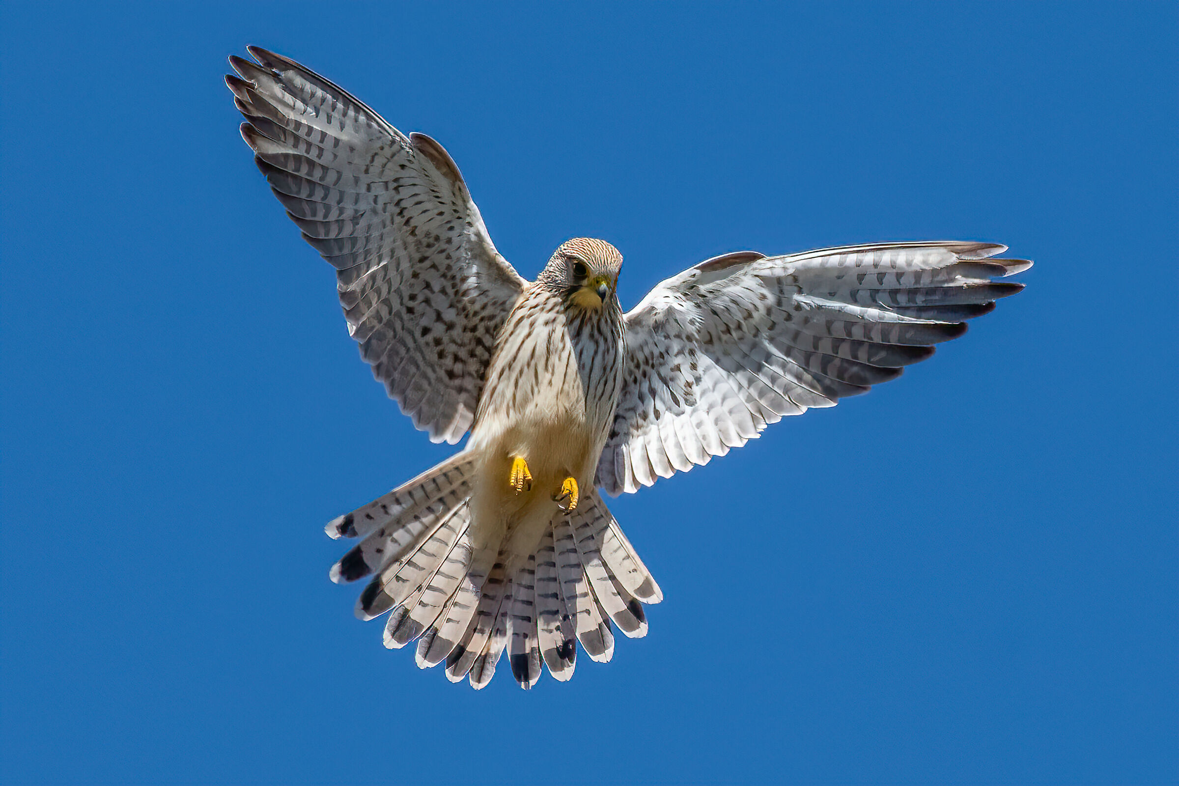 Chegpian, figure of the "Holy Spirit"