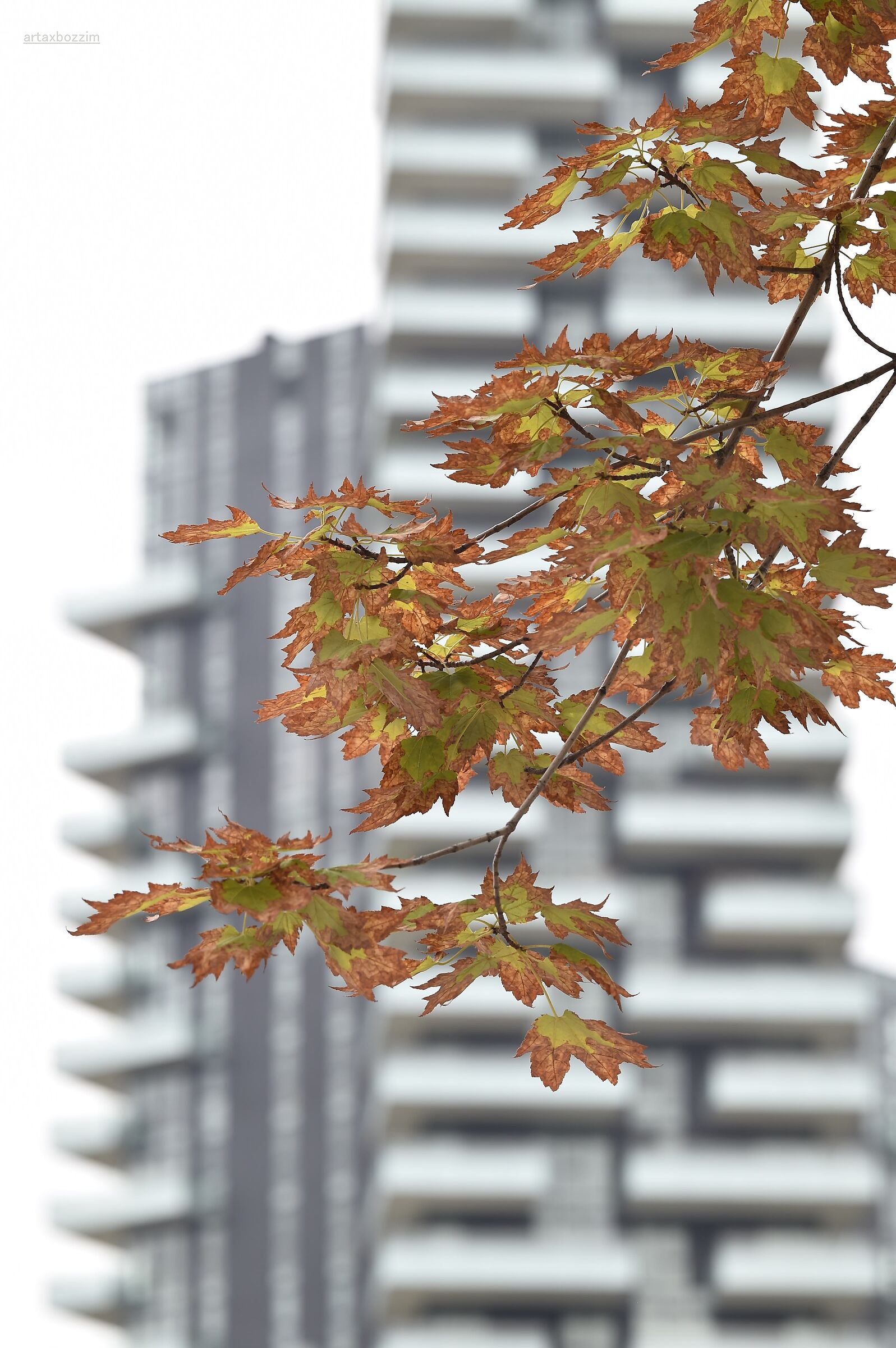 autumn nod