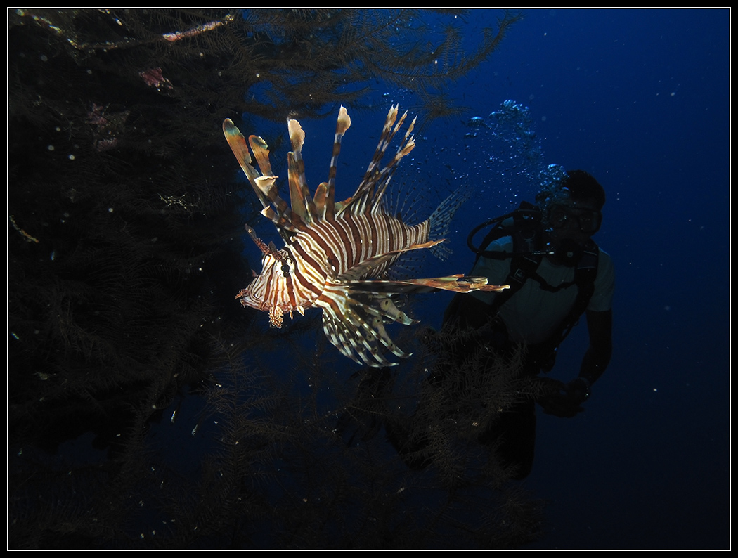 Pesce Scorpione al Blue Hole