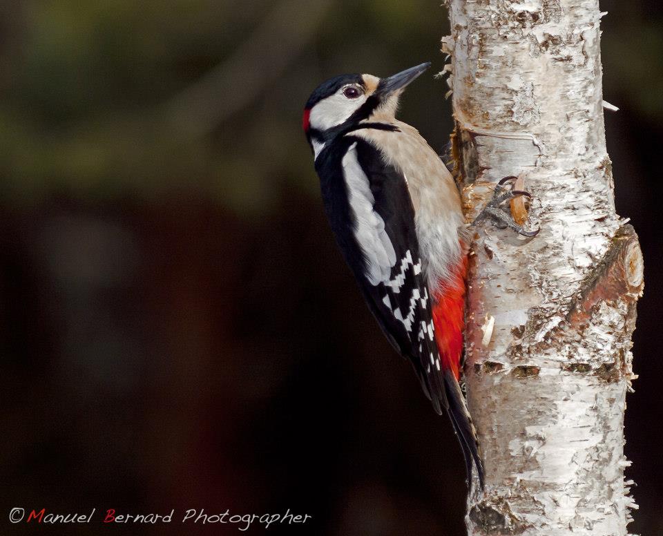 Picchio rosso con betulla