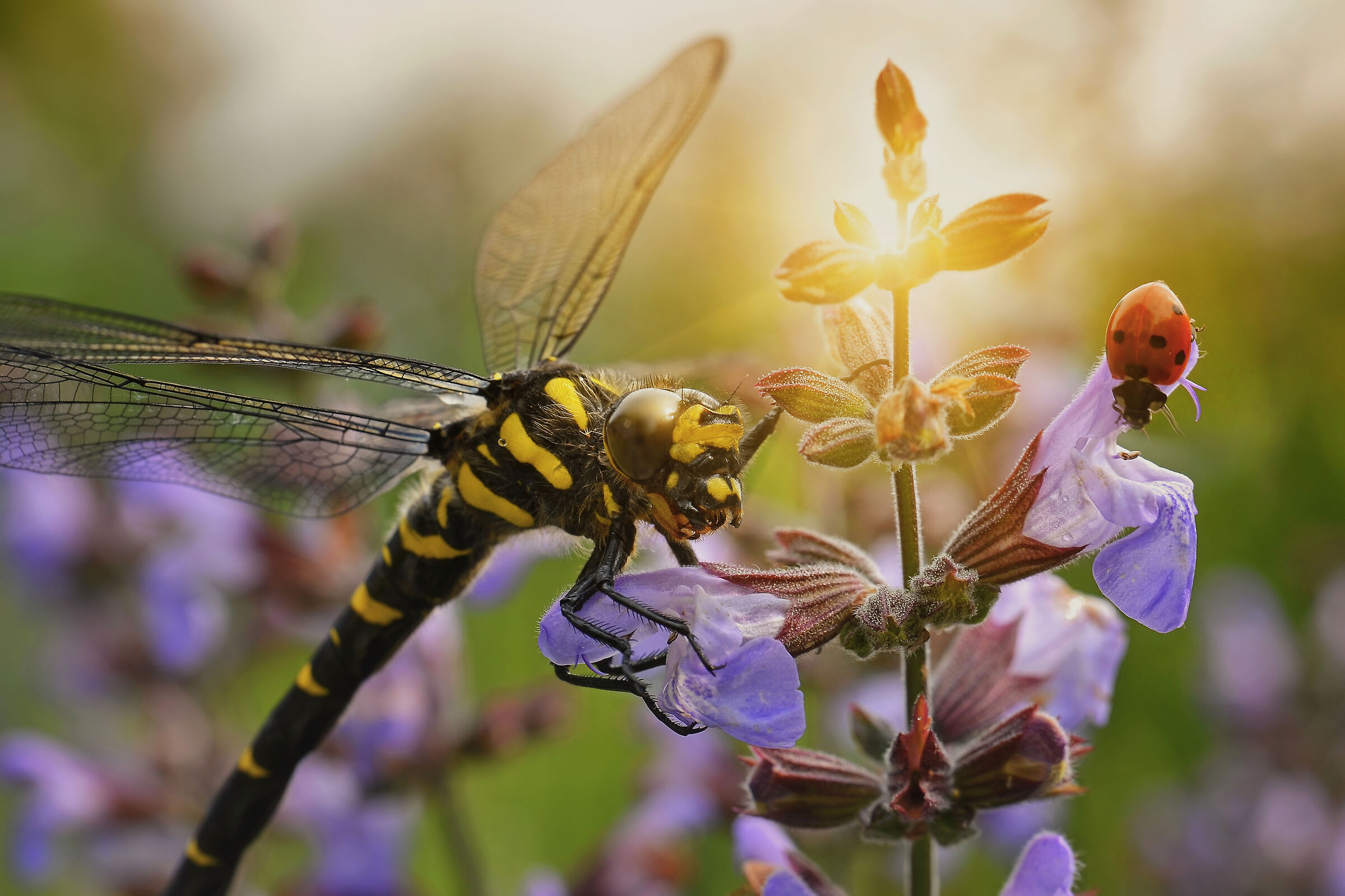 With the last light of day