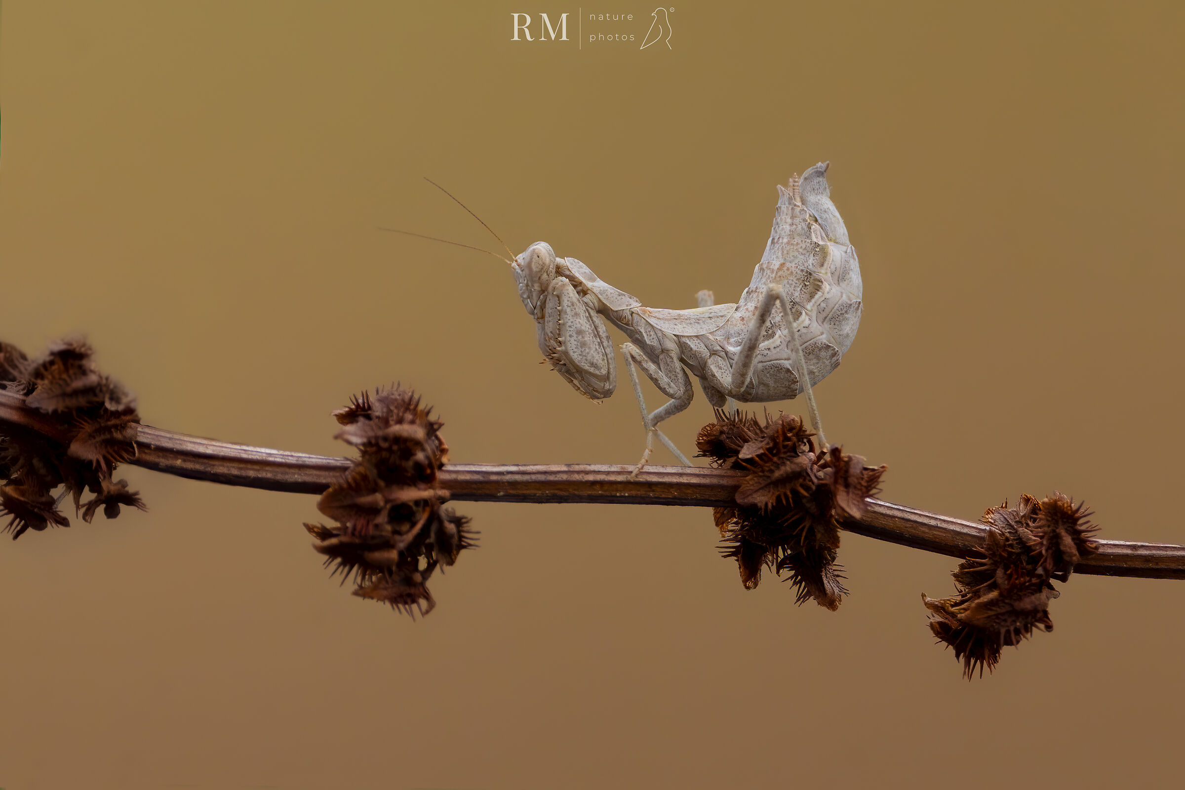 Mantide Nana Europea