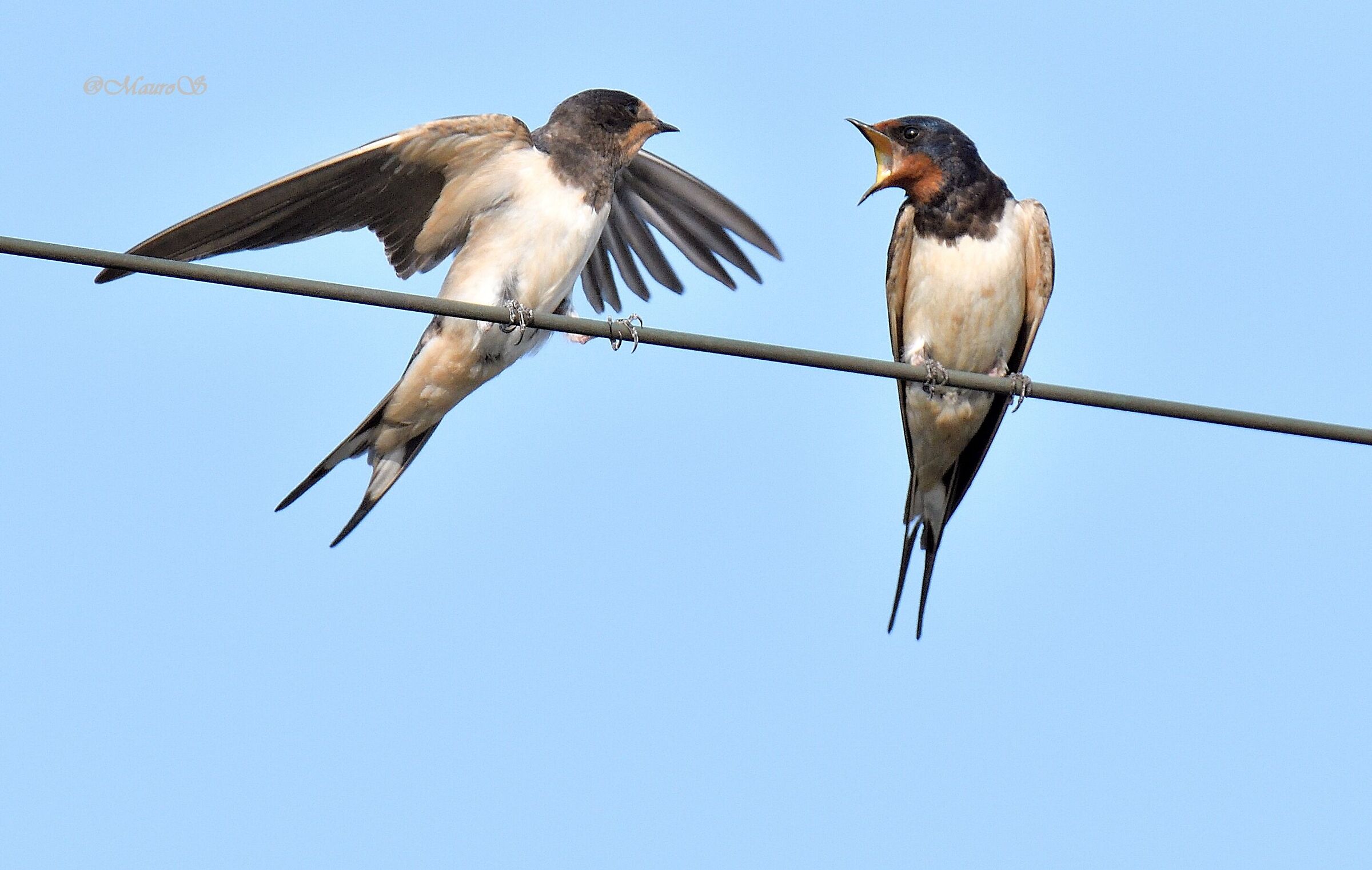 Swallows