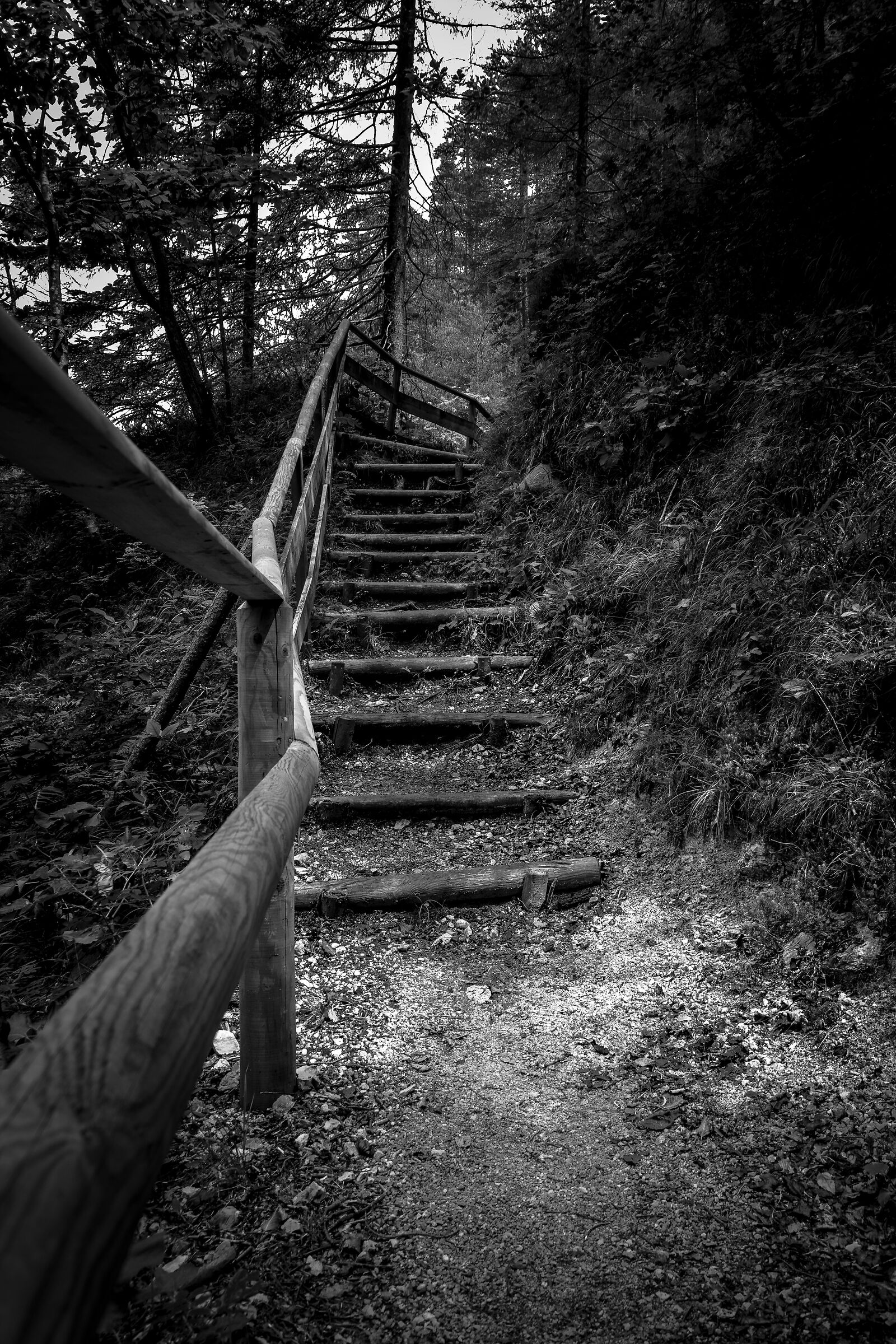 The staircase in the woods