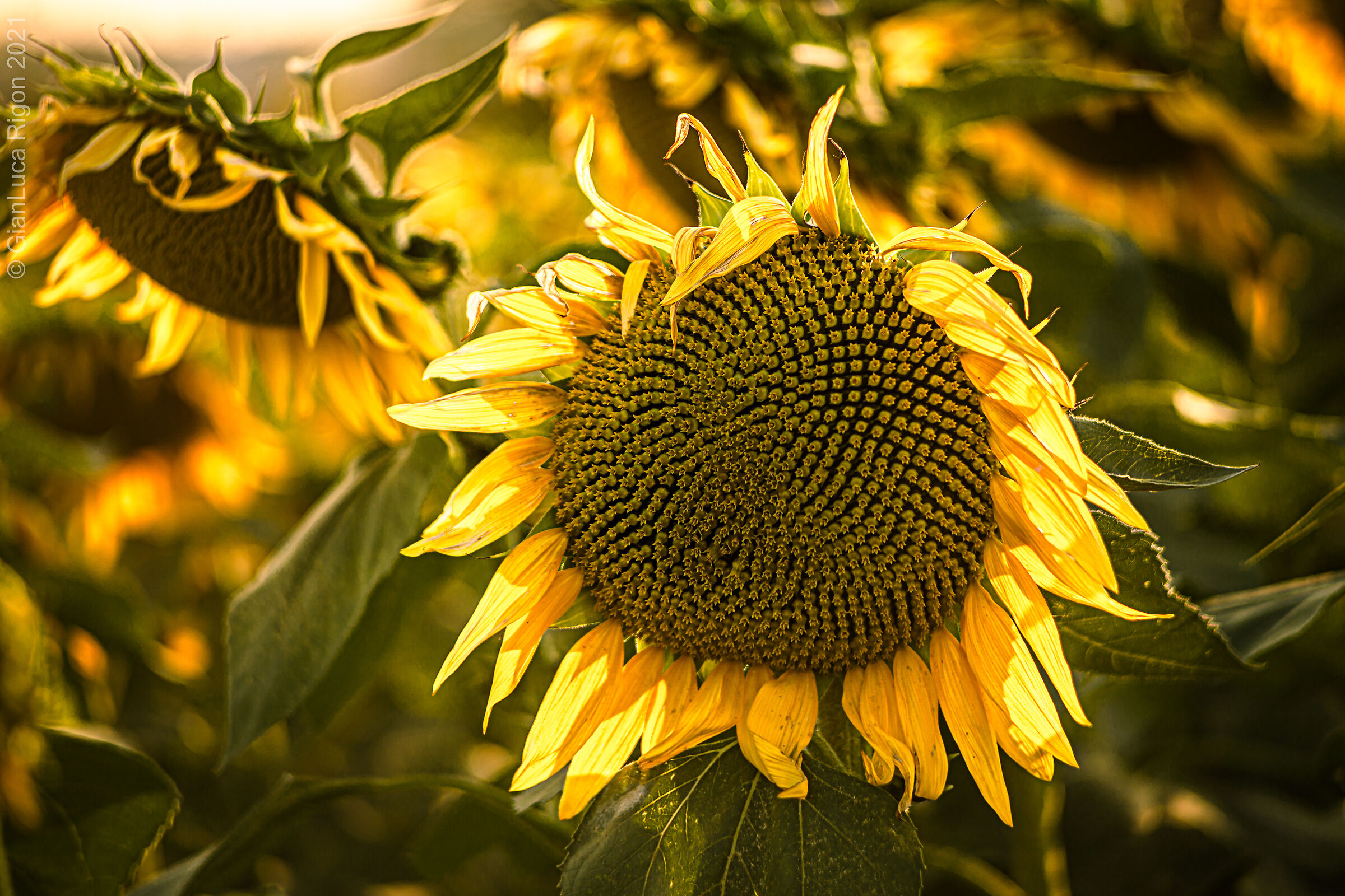Girasoli di Settembre (2)