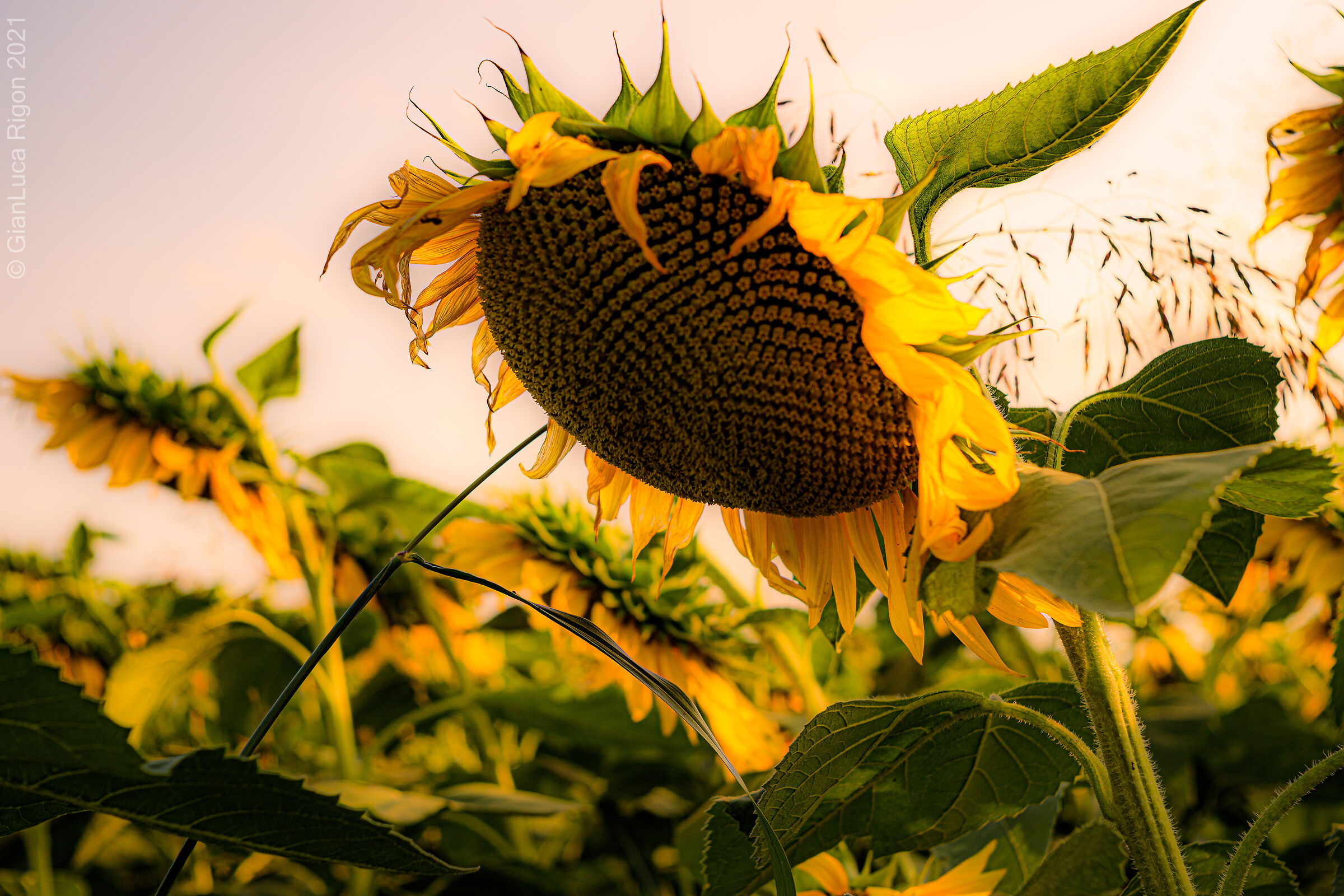 Girasoli di Settembre (2)