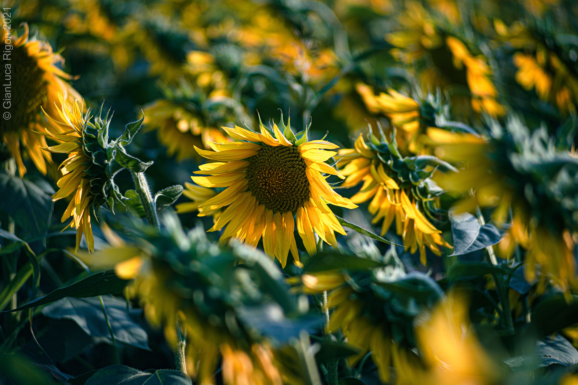 Girasoli di Settembre (2)