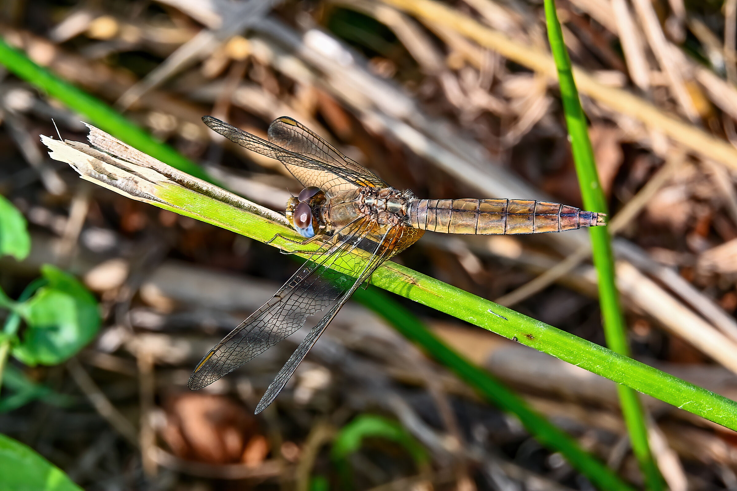 Crocothemis erythraea femmina