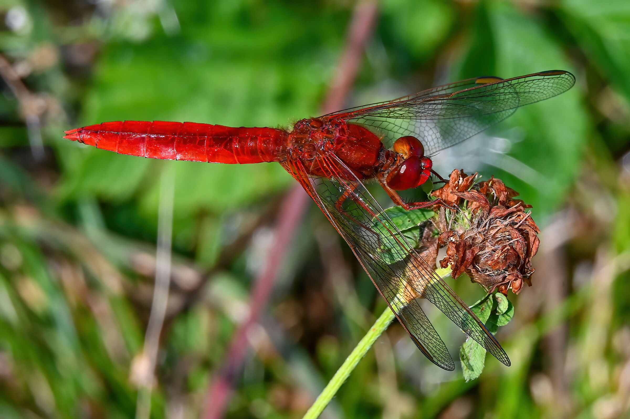 Crocothemis erythraea maschio