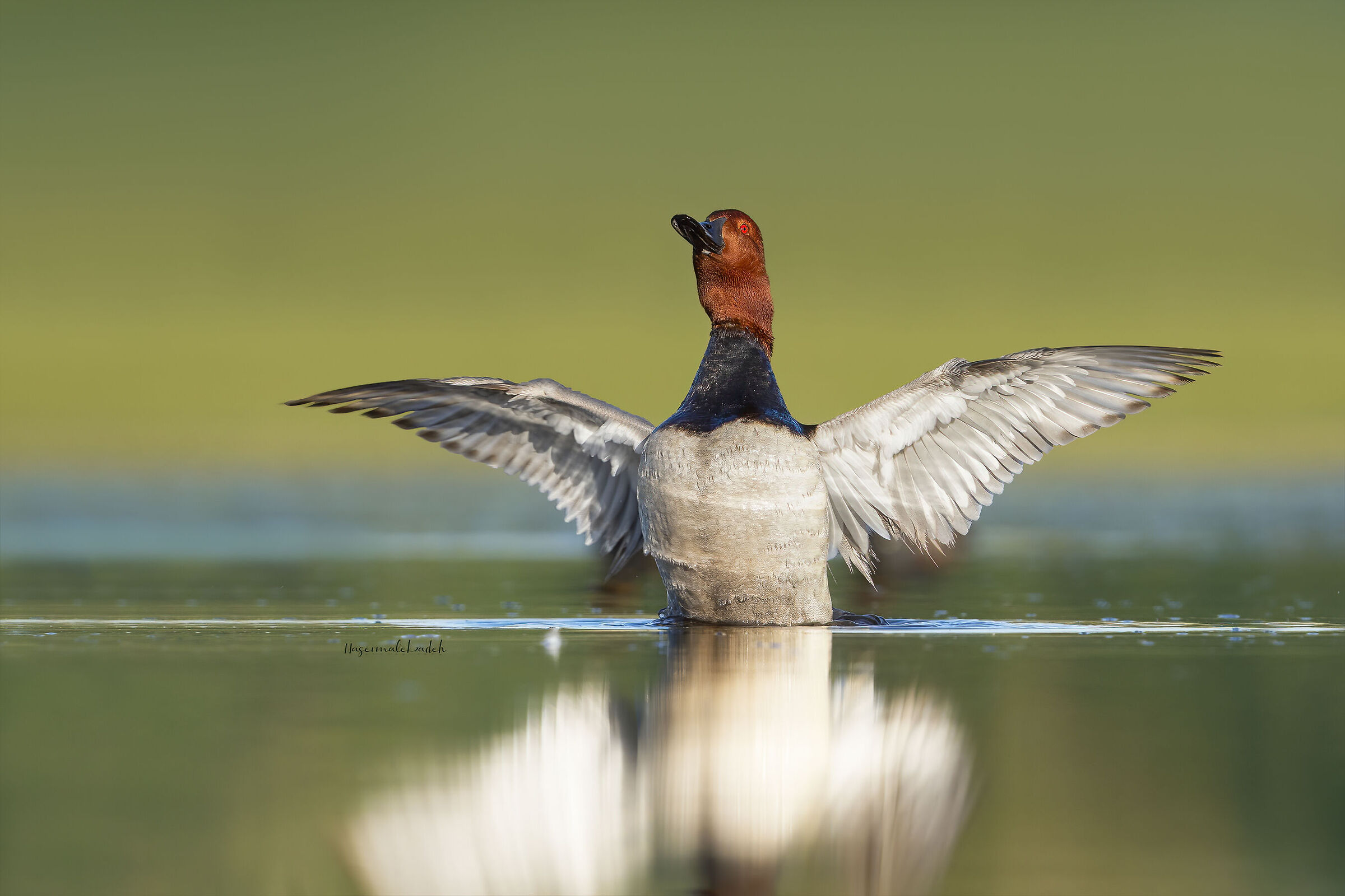 Pochard