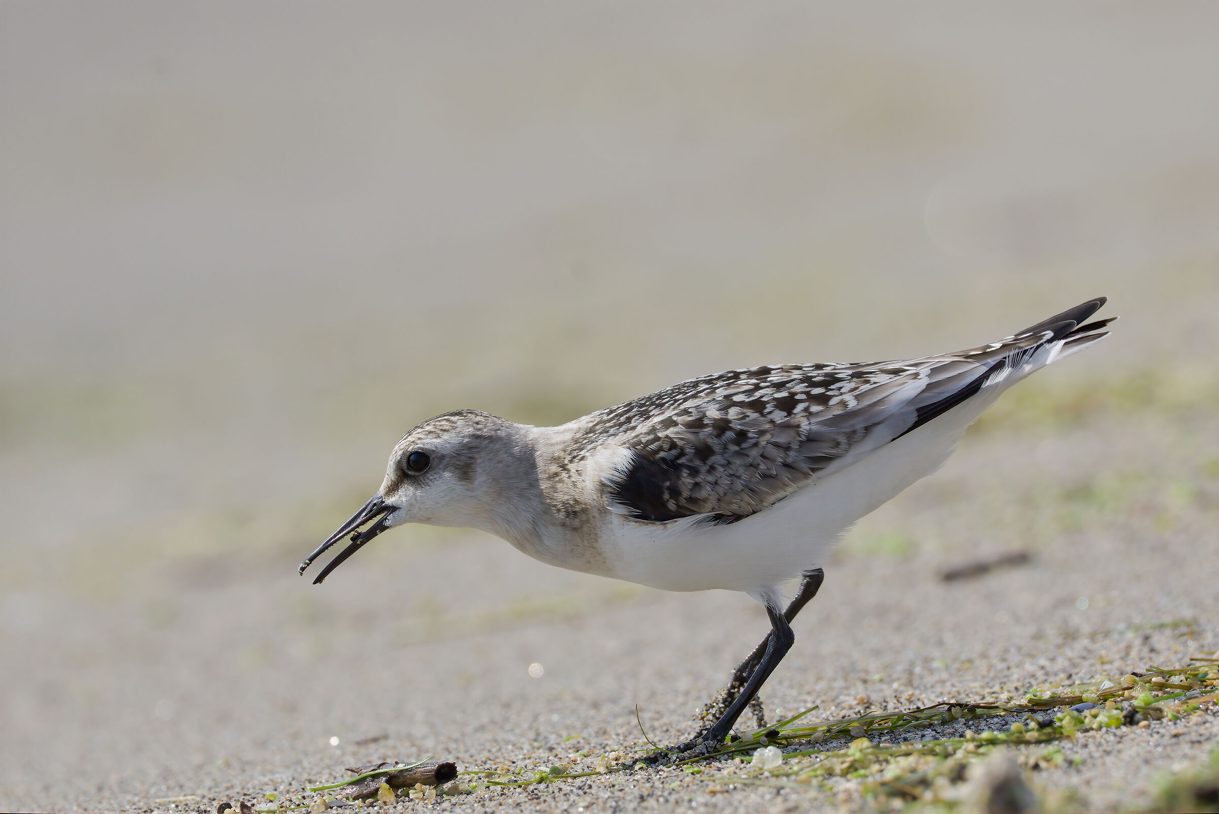 Three-toed piovanello