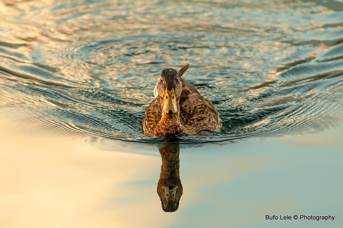 Papera del Lago Sirio